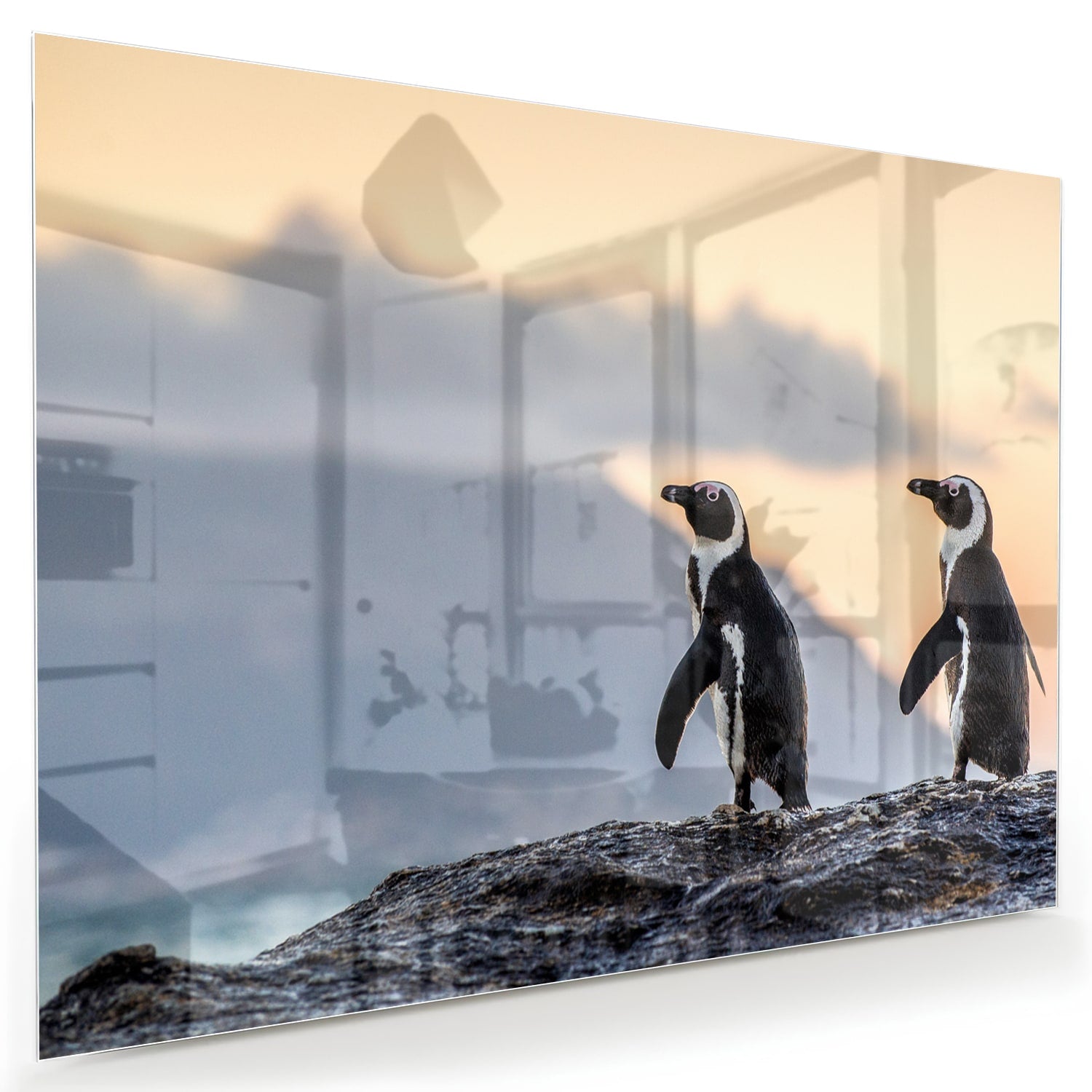Glasbild mit Pinguinen bei Sonnenuntergang