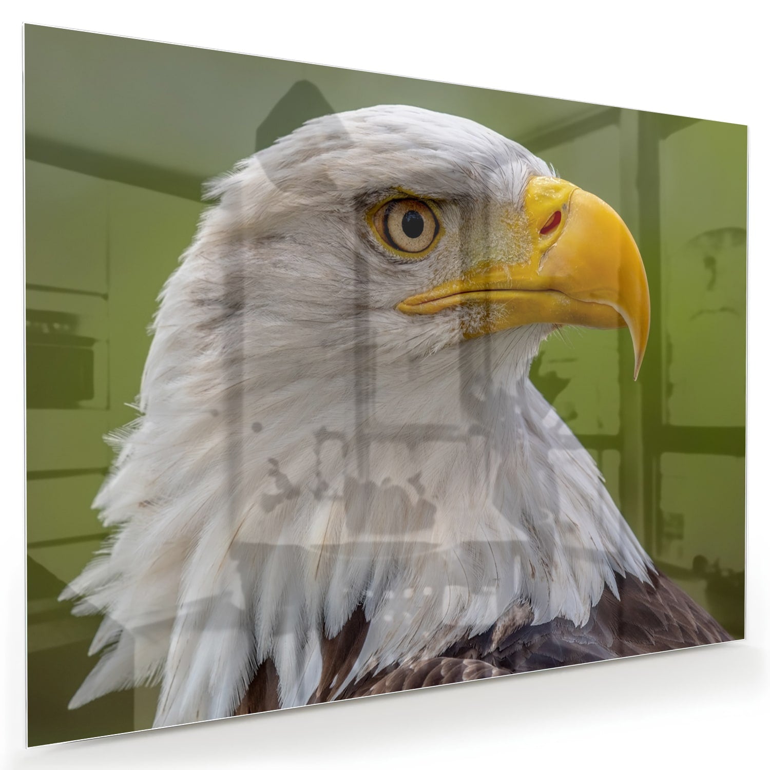 Glasbild mit majestätischem amerikanischen Weißkopfseeadler