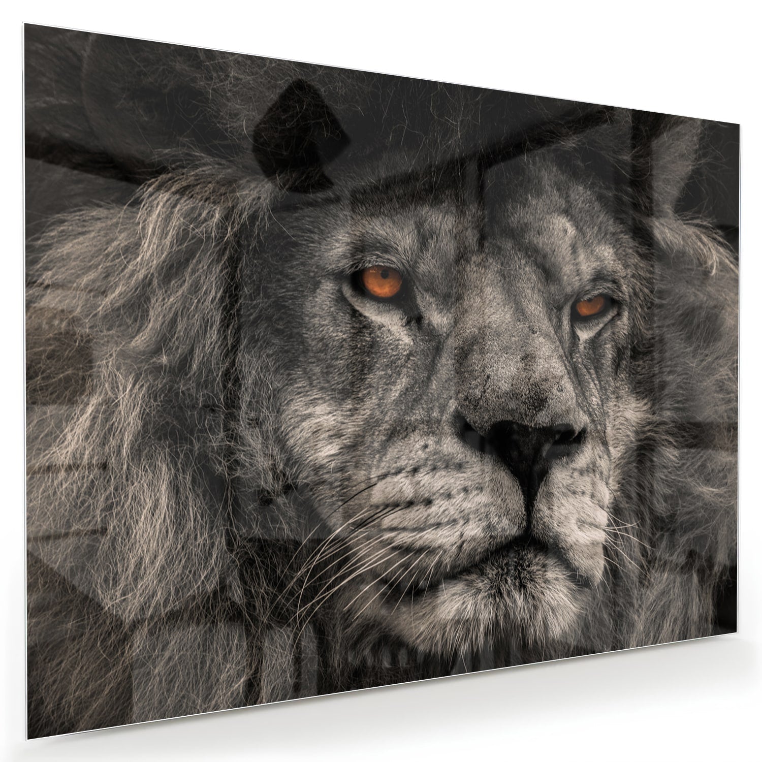 Schwarz-Weiß-Glasbild mit majestätischem Löwen