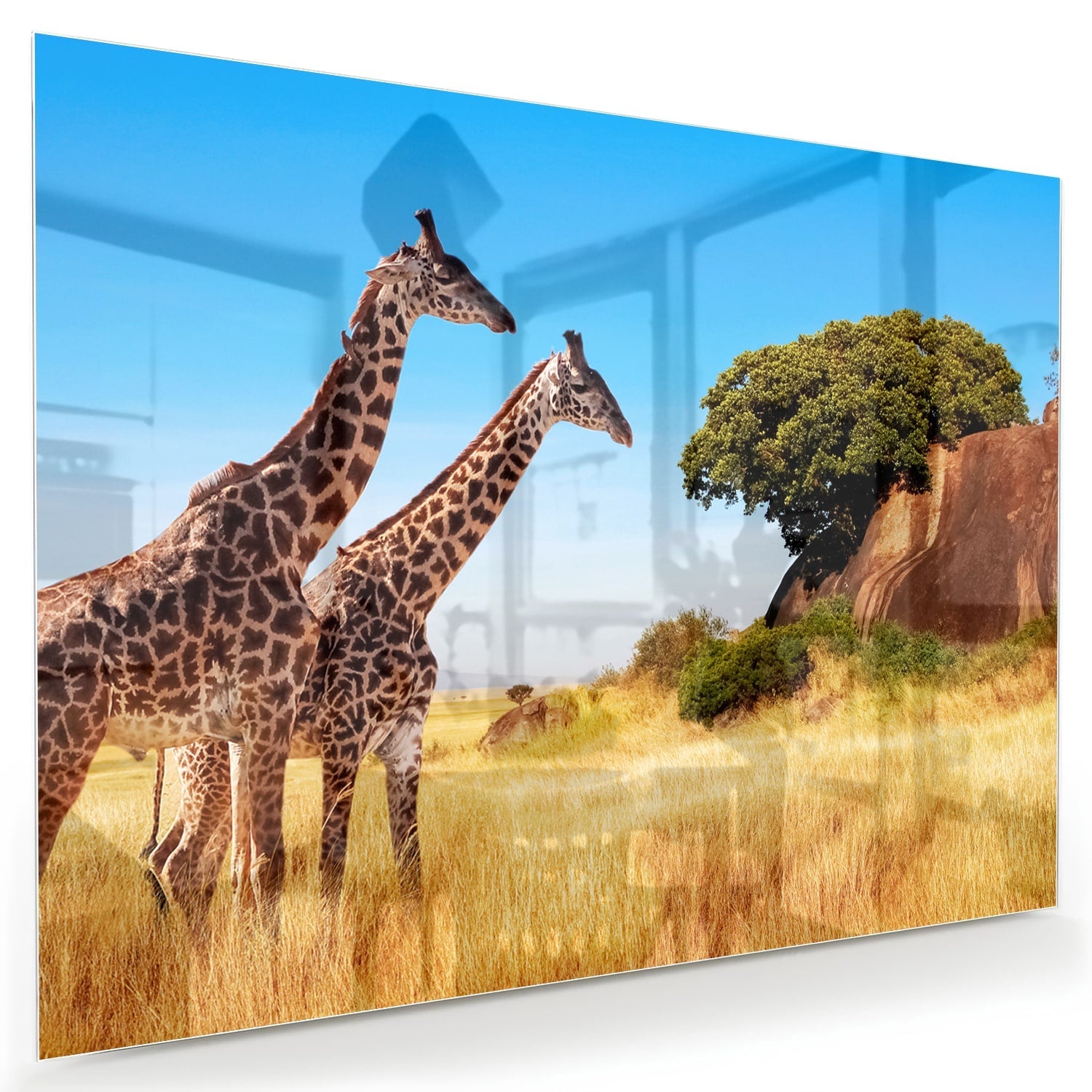 Glasbild mit zwei Giraffen in der afrikanischen Landschaft