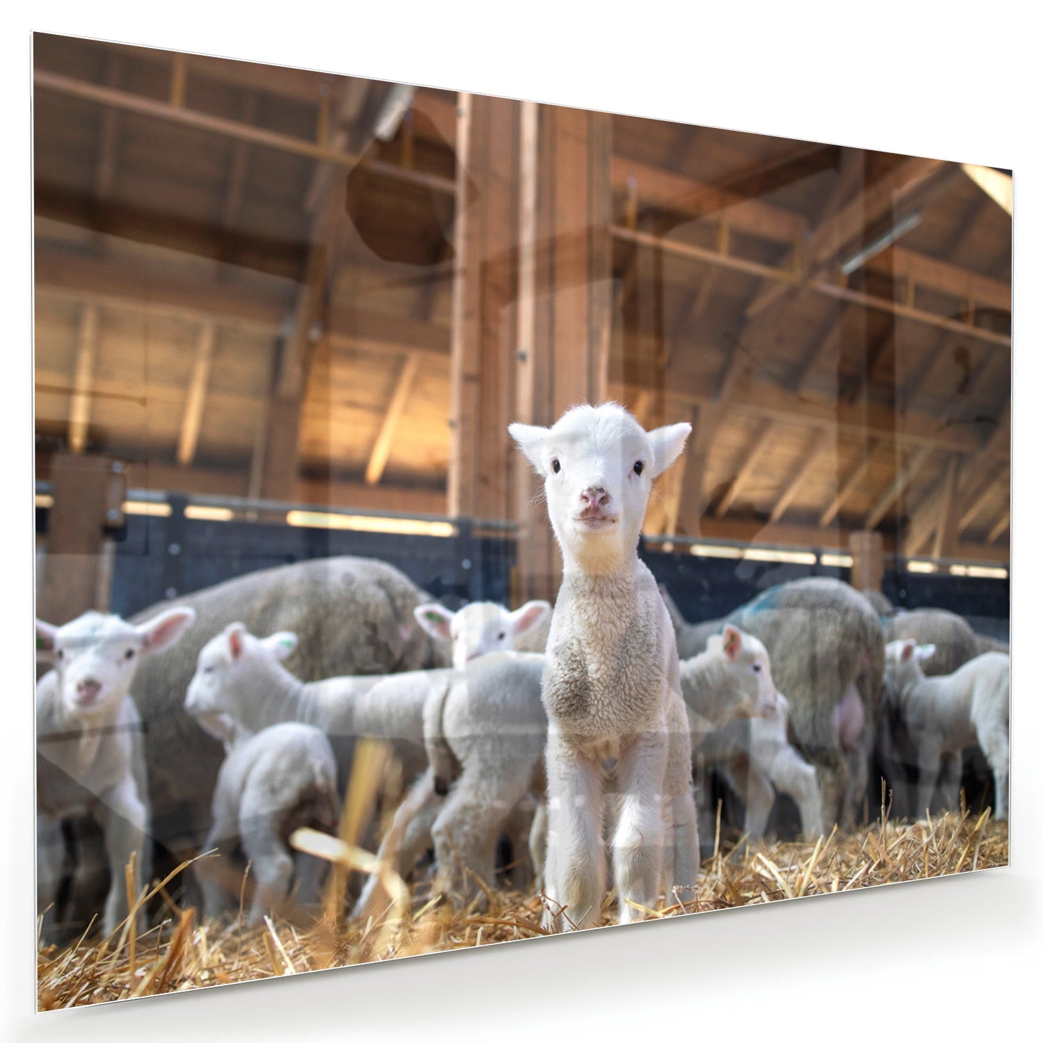 Glasbild – Niedliche Lämmer in einem Stall
