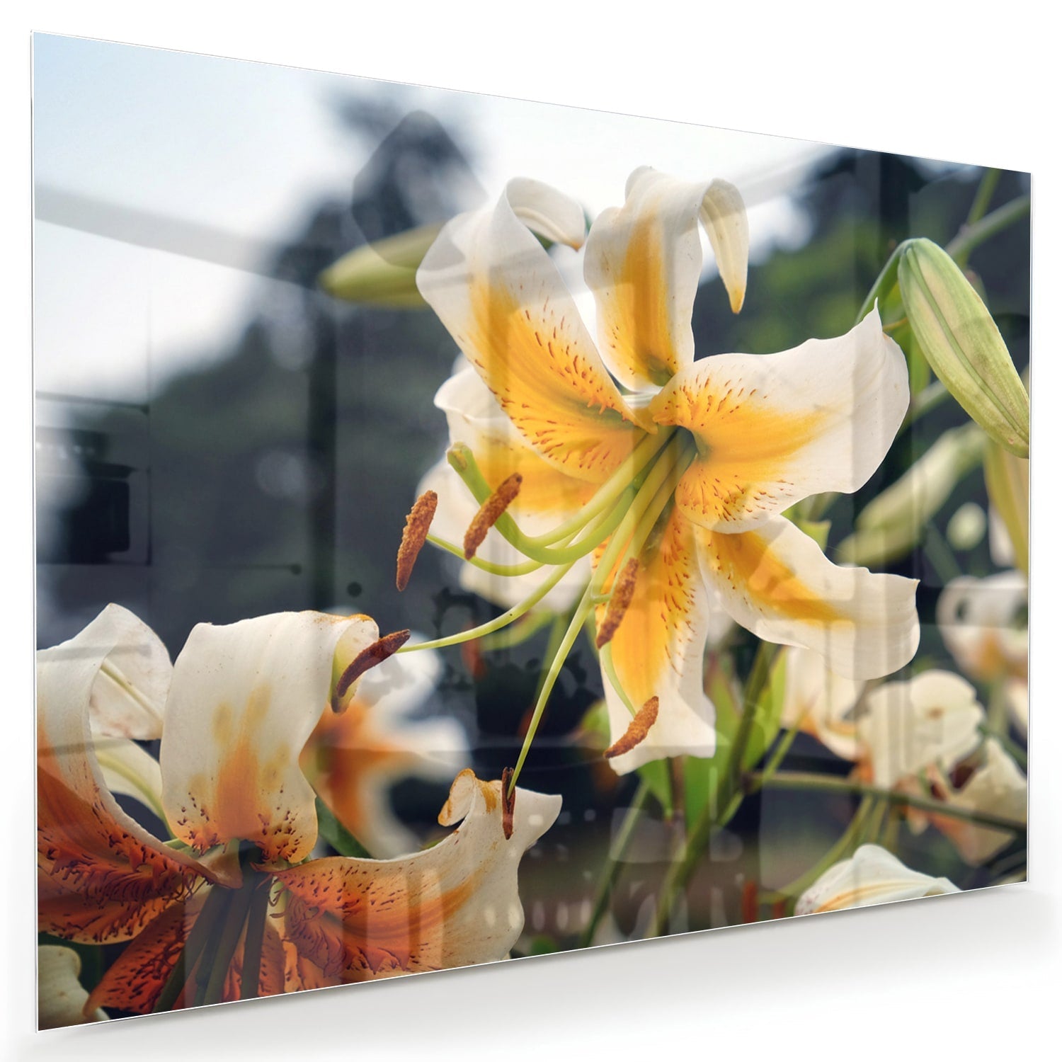 Elegantes Glasbild mit Lilien