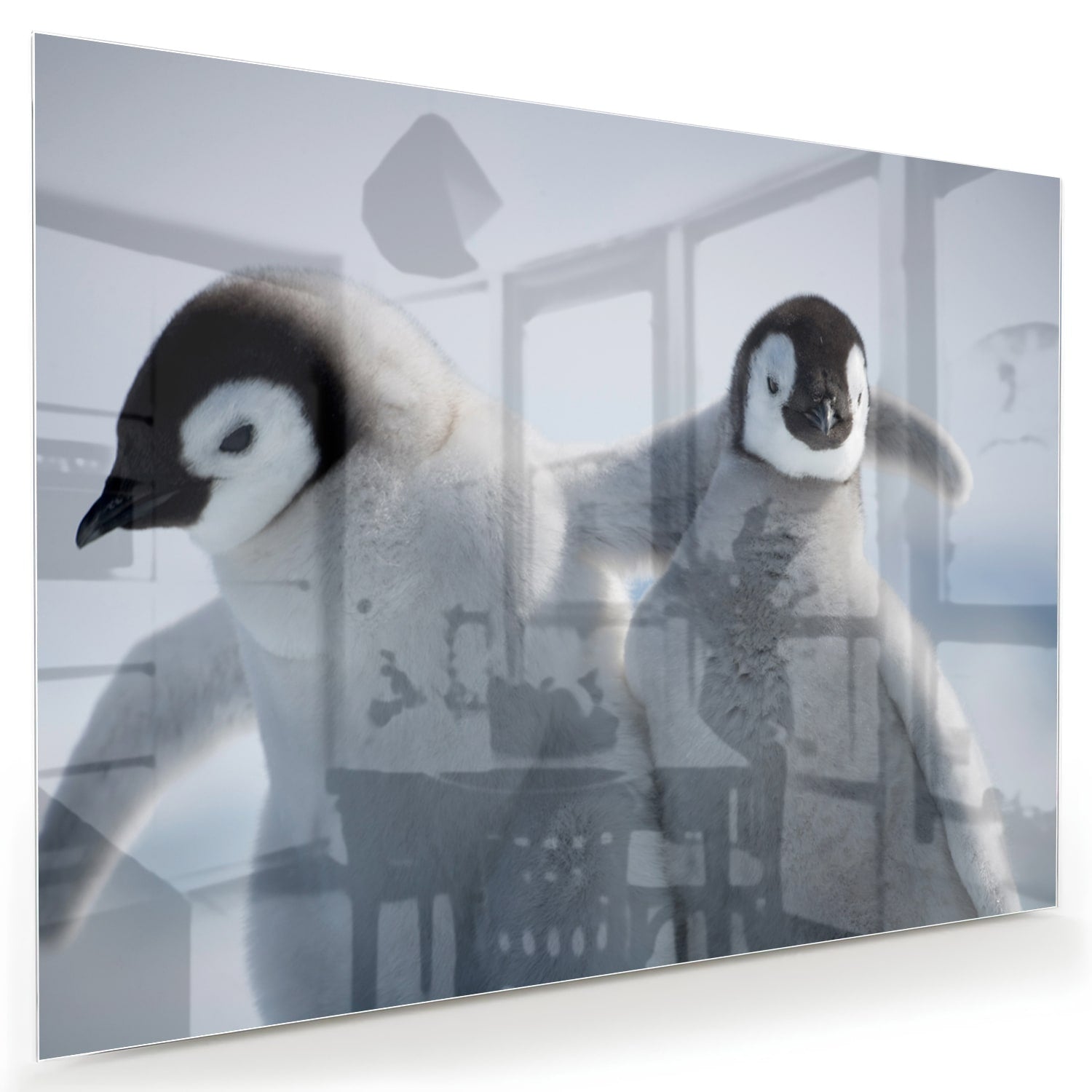 Glasbild mit zwei Pinguinen in winterlicher Atmosphäre