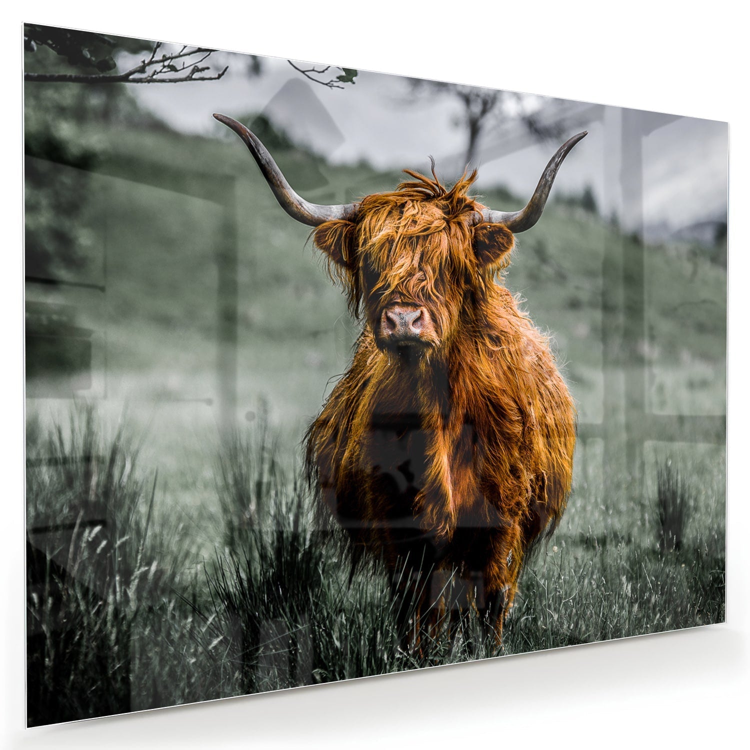 Glasbild mit einem schottischen Hochlandrind