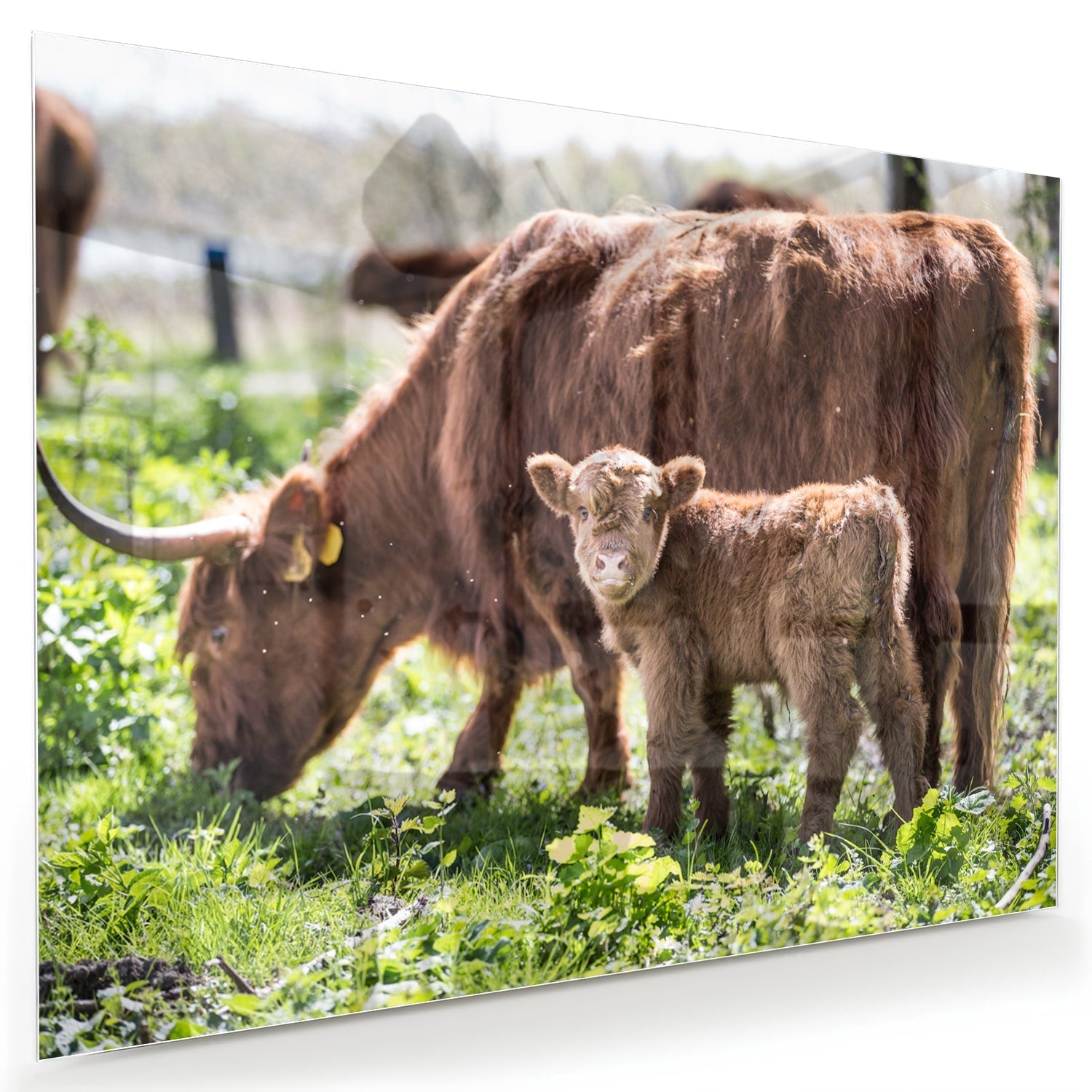 Glasbild mit Mutter und Kalb in der Natur