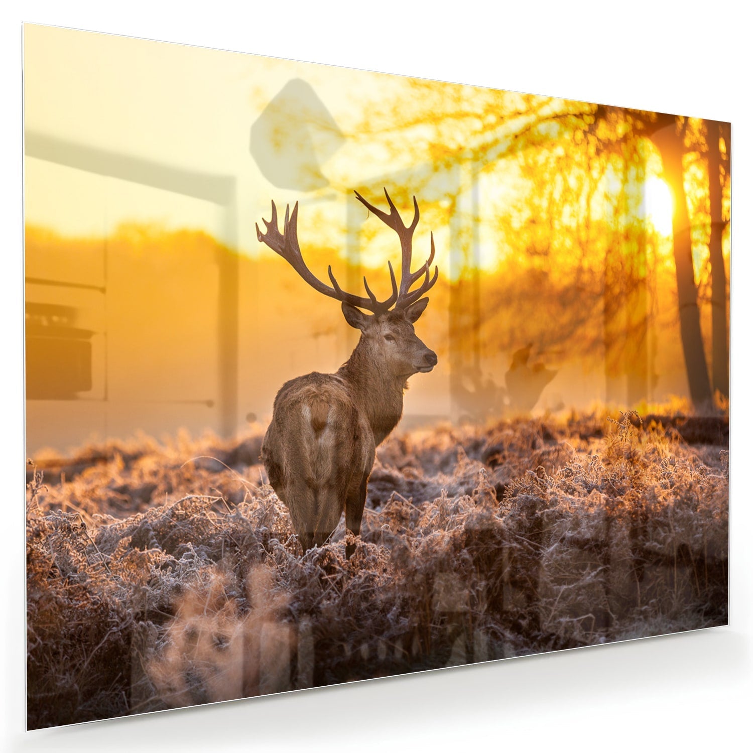 Glasbild mit einem Hirsch in der aufgehenden Sonne