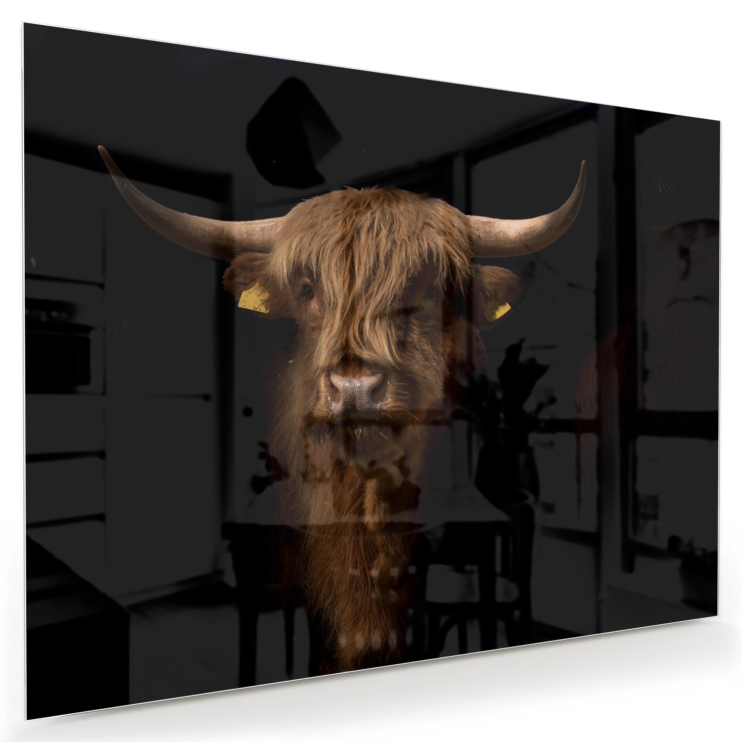 Glasbild mit kraftvollem Hochlandrind