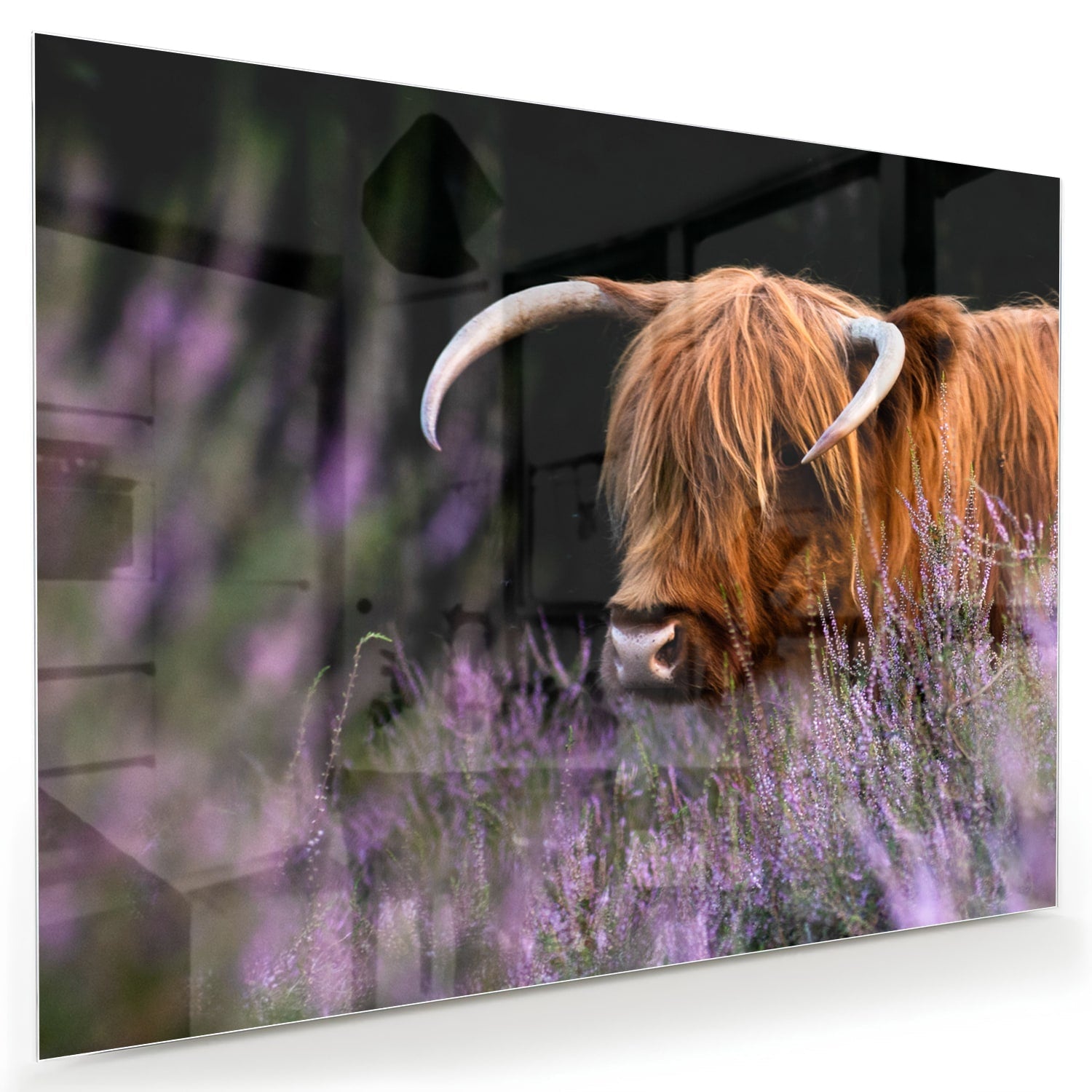 Glasbild mit einem schottischen Hochlandrind in Lavendel