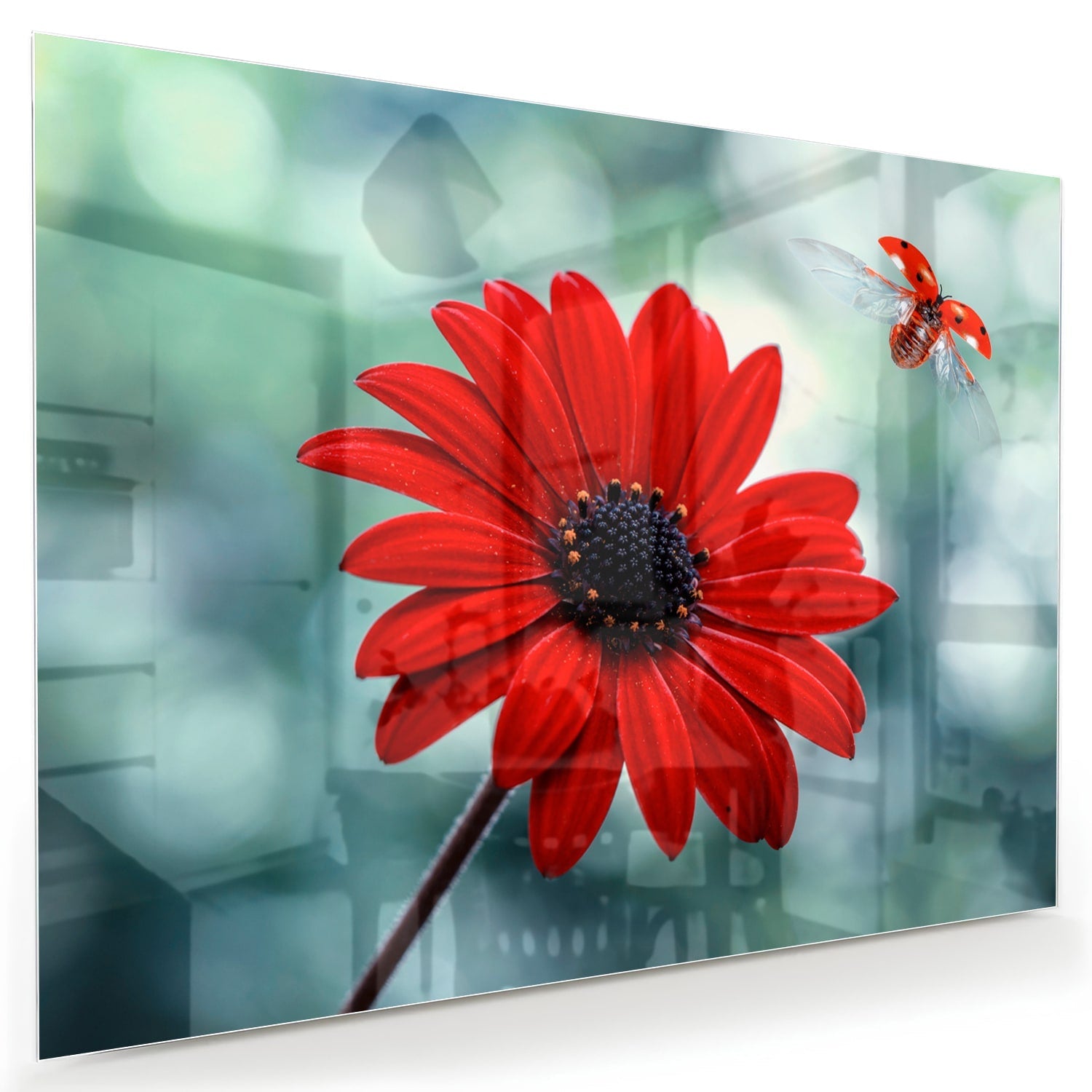 Beeindruckendes Glasbild mit einem roten Löwenzahn