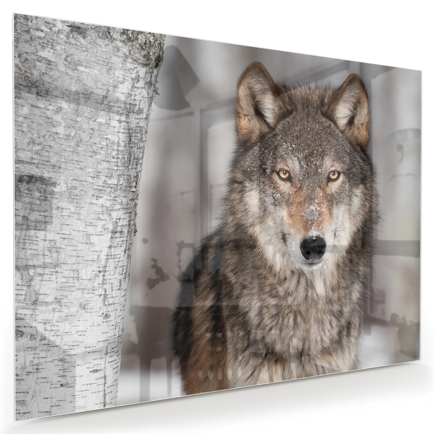 Beeindruckendes Glasbild mit einem Wolf
