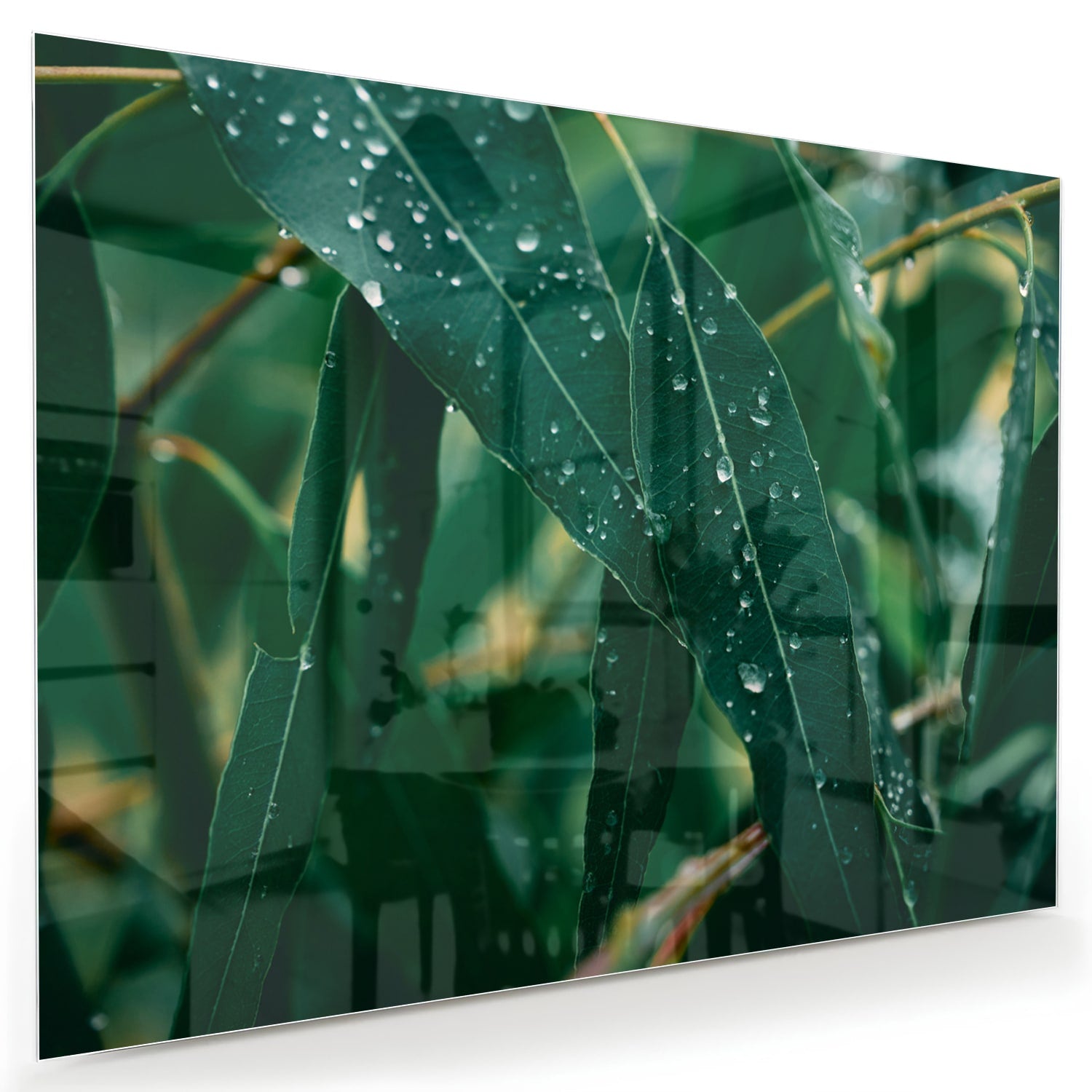 Glasbild mit grünen Blättern und Tautropfen
