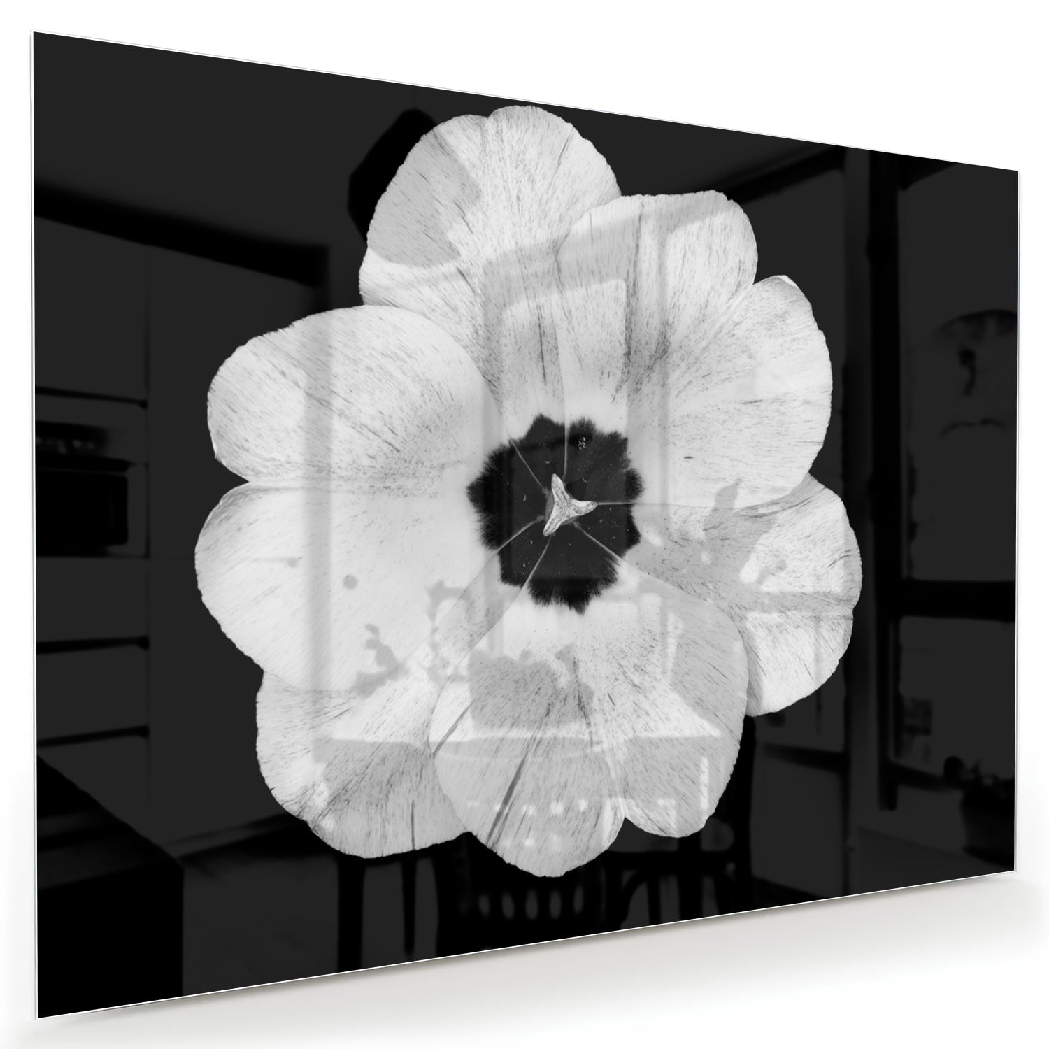 Glasbild mit einer weißen Blume auf schwarzem Hintergrund