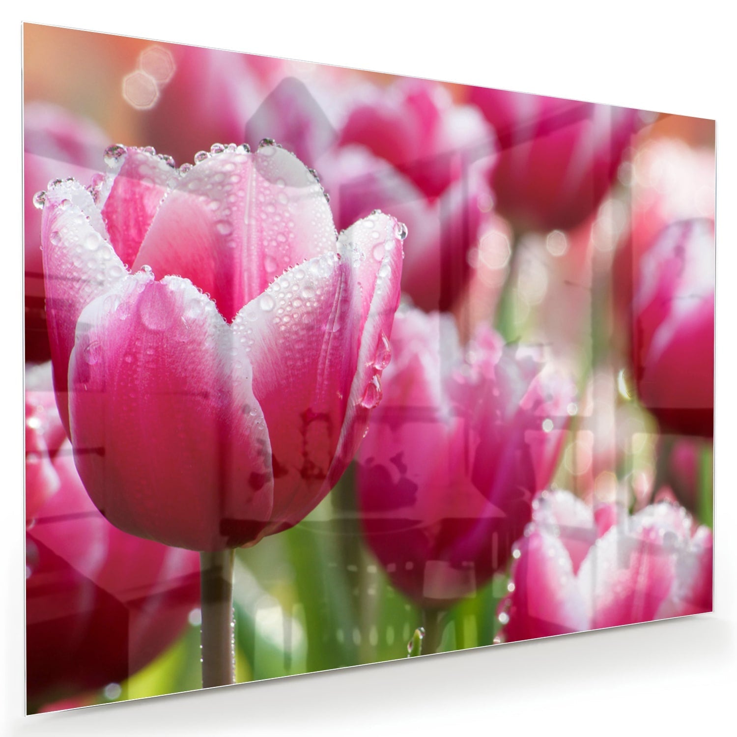Glasbild mit bezaubernden rosa Tulpen