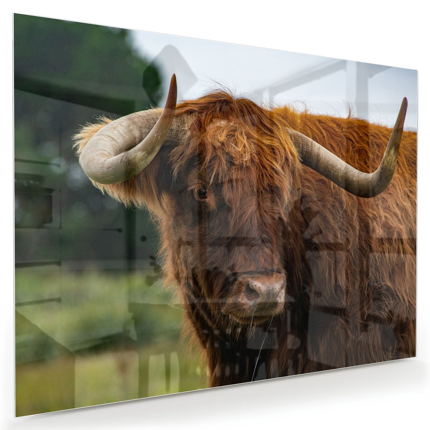 Glasbild mit einem schottischen Hochlandrind