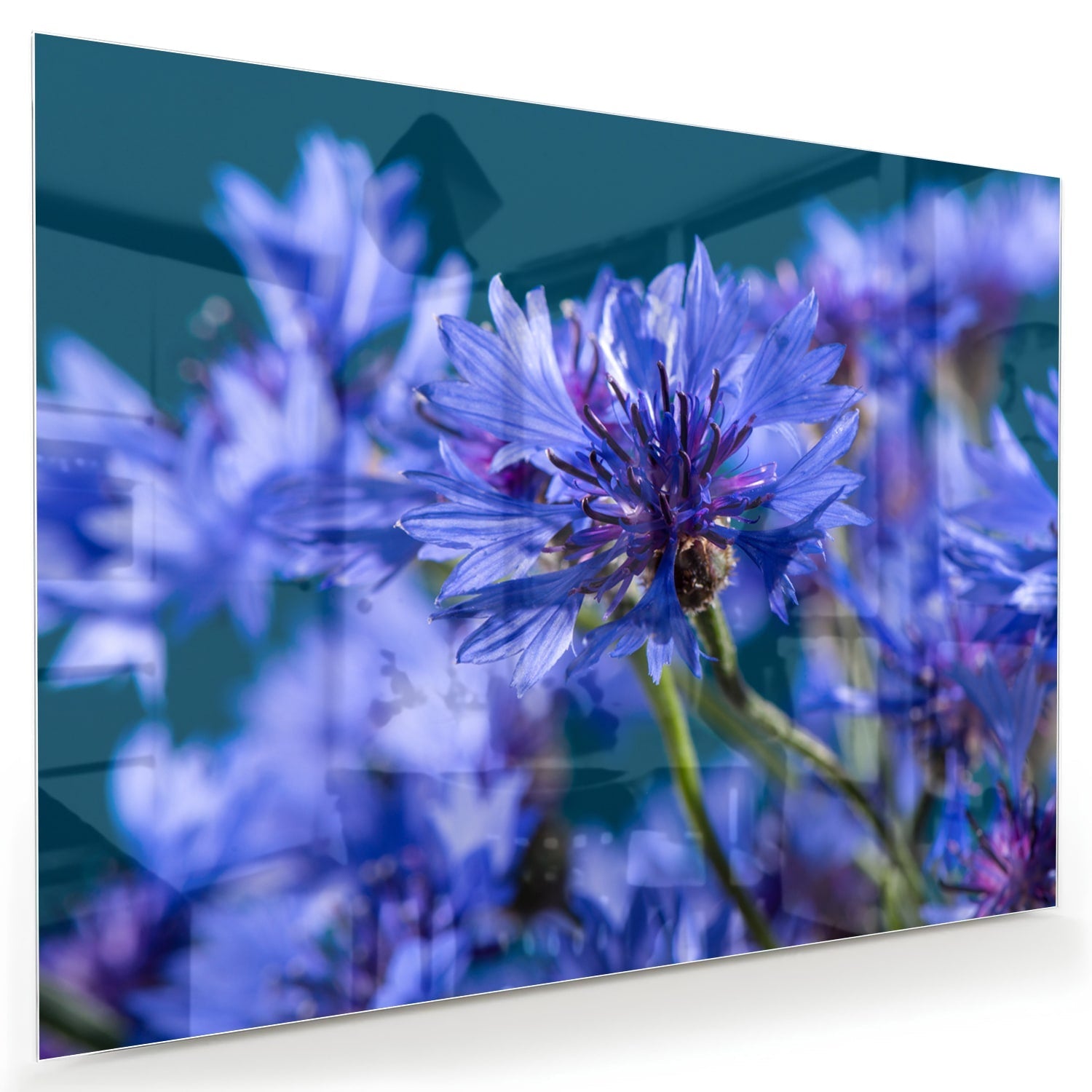 Wunderschönes violettes Glasbild mit Blumenmotiv