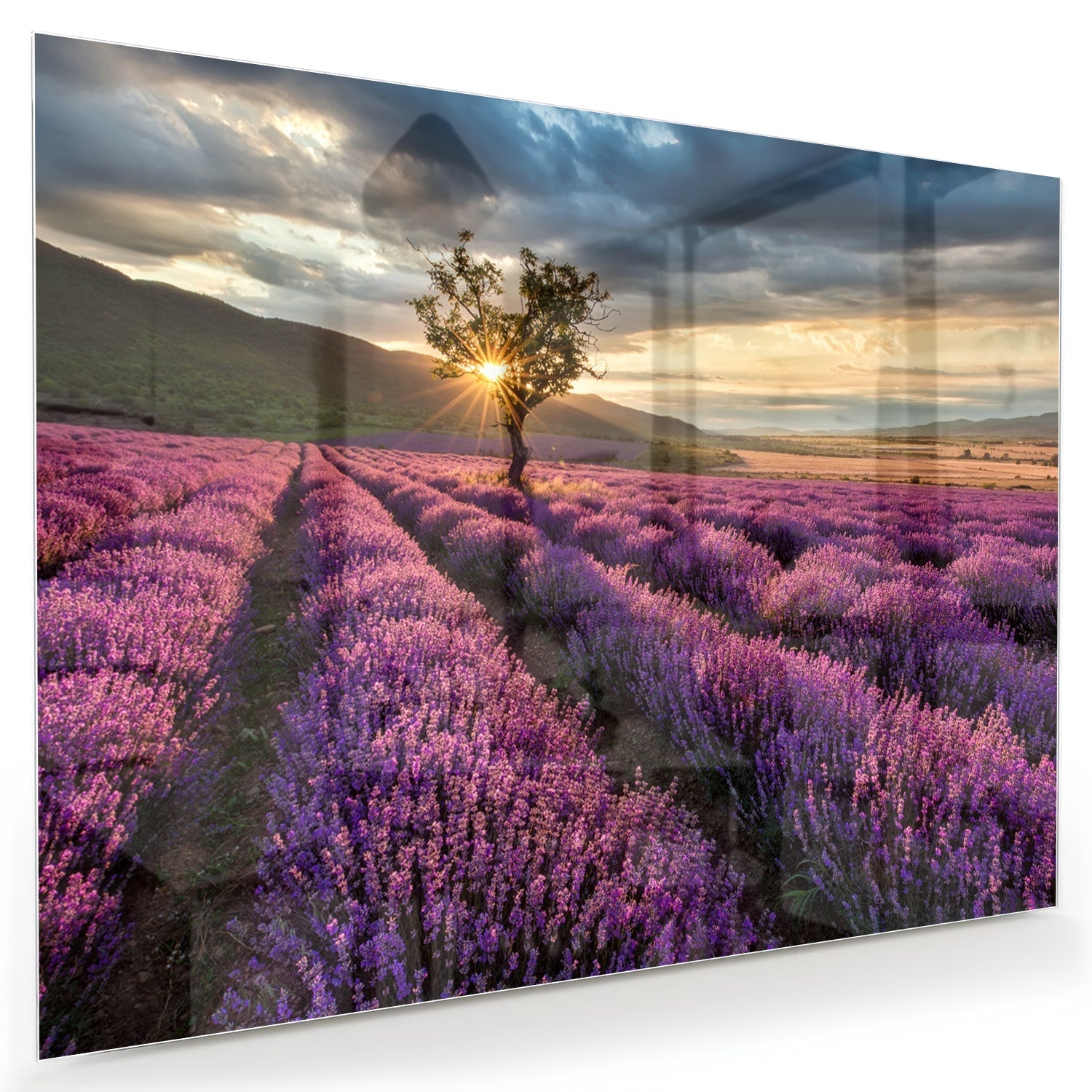 Glasbild mit violetten Lavendelfeldern bei Sonnenuntergang