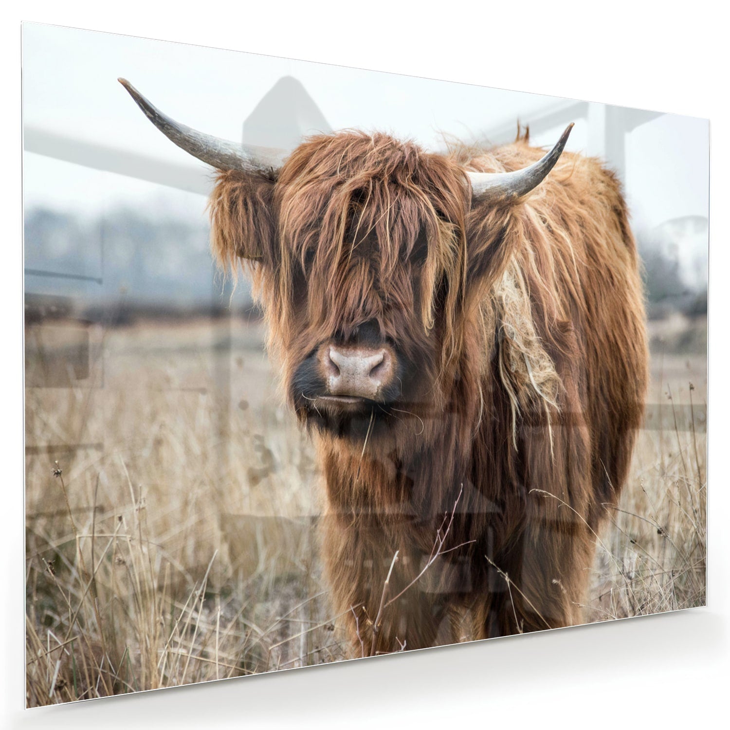 Glasbild mit Hochlandrind in Holzoptik