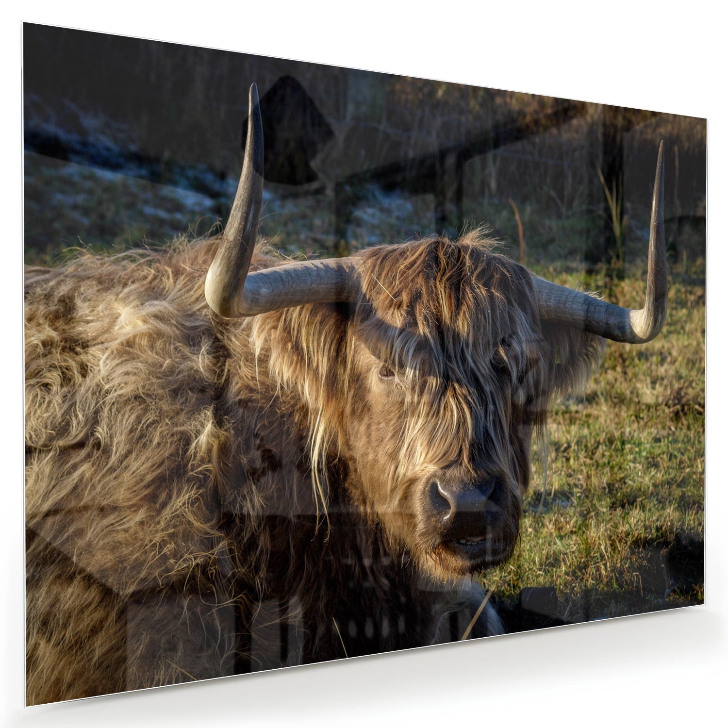 Glasbild mit einem Highland-Rind in natürlichem Licht