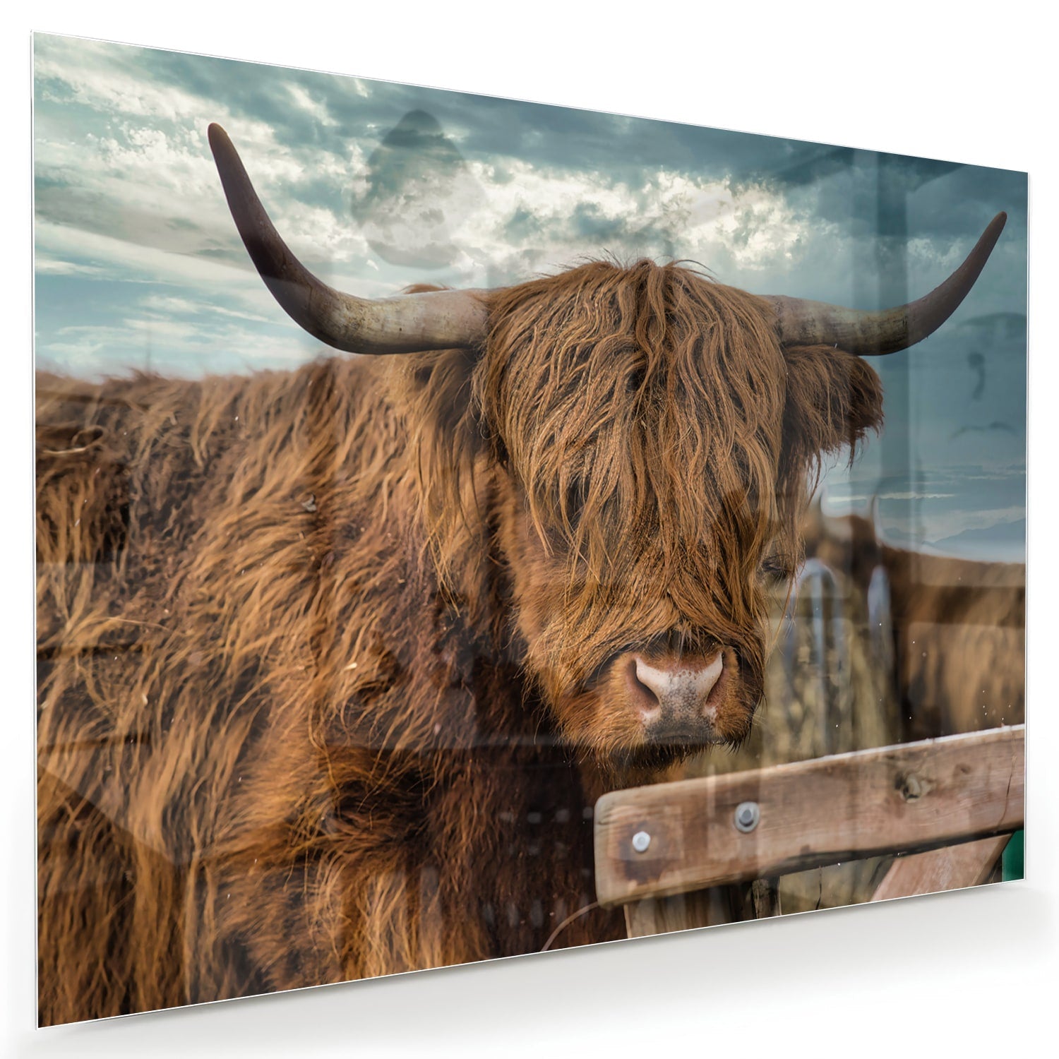 Glasbild mit einem Hochlandrind in der Natur