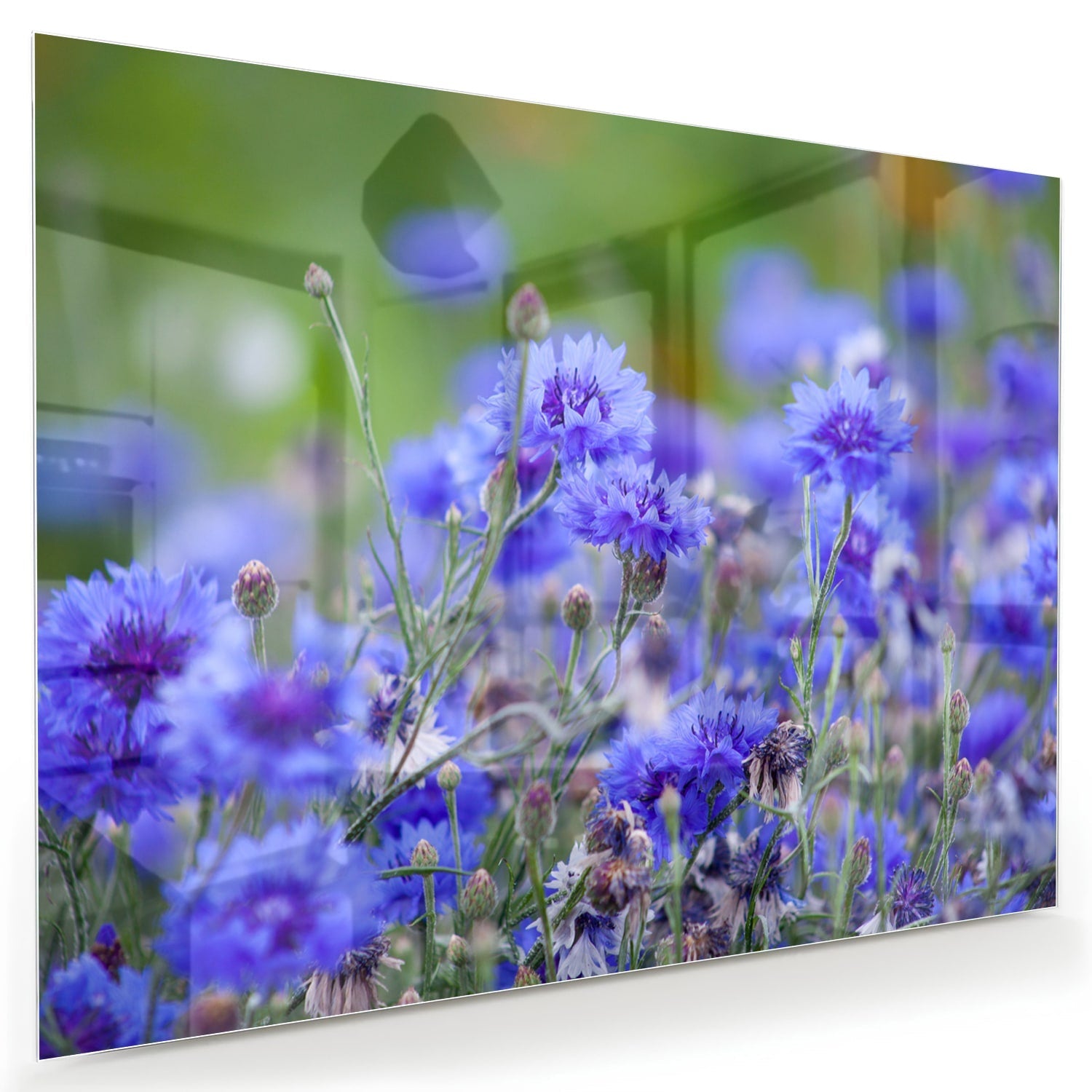 Glasbild mit violetten Blumen in ruhiger Szenerie