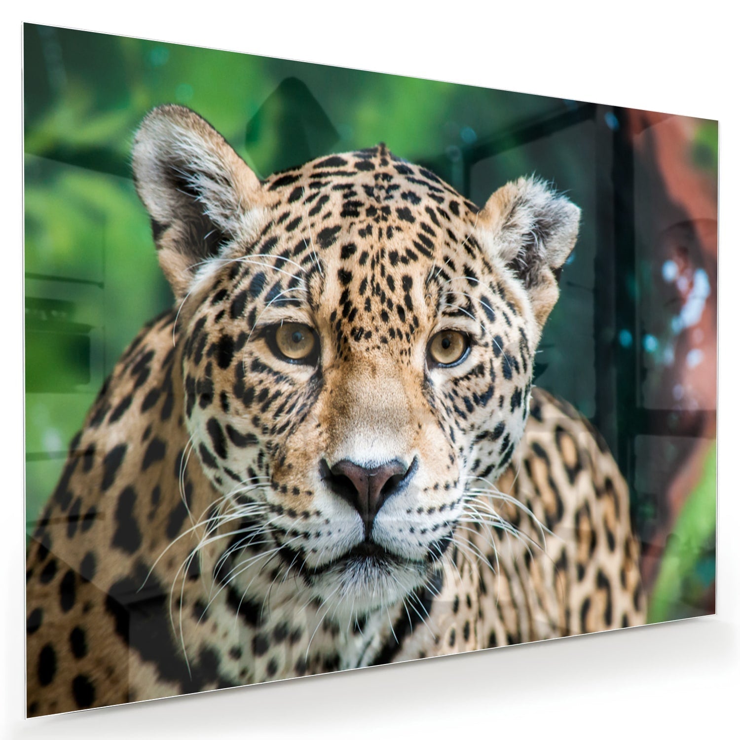Beeindruckendes Glasbild mit einem Jaguar