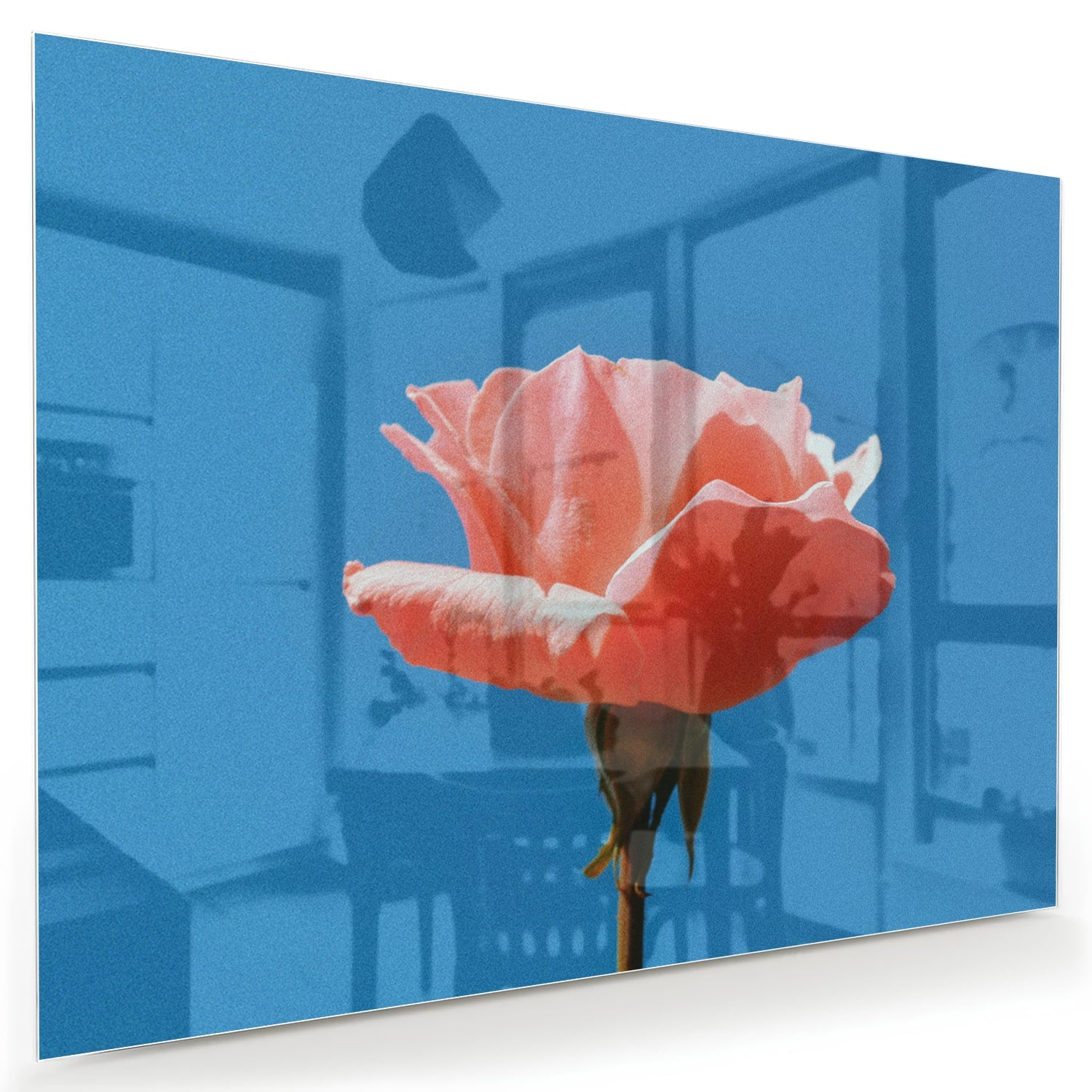 Glasbild rosa Rose auf blauem Hintergrund