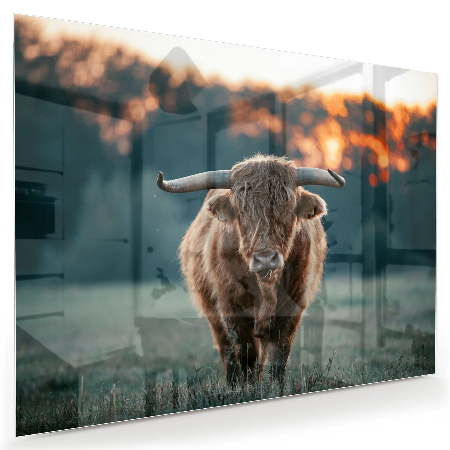 Glänzendes Glasbild mit schottischem Hochlandrind
