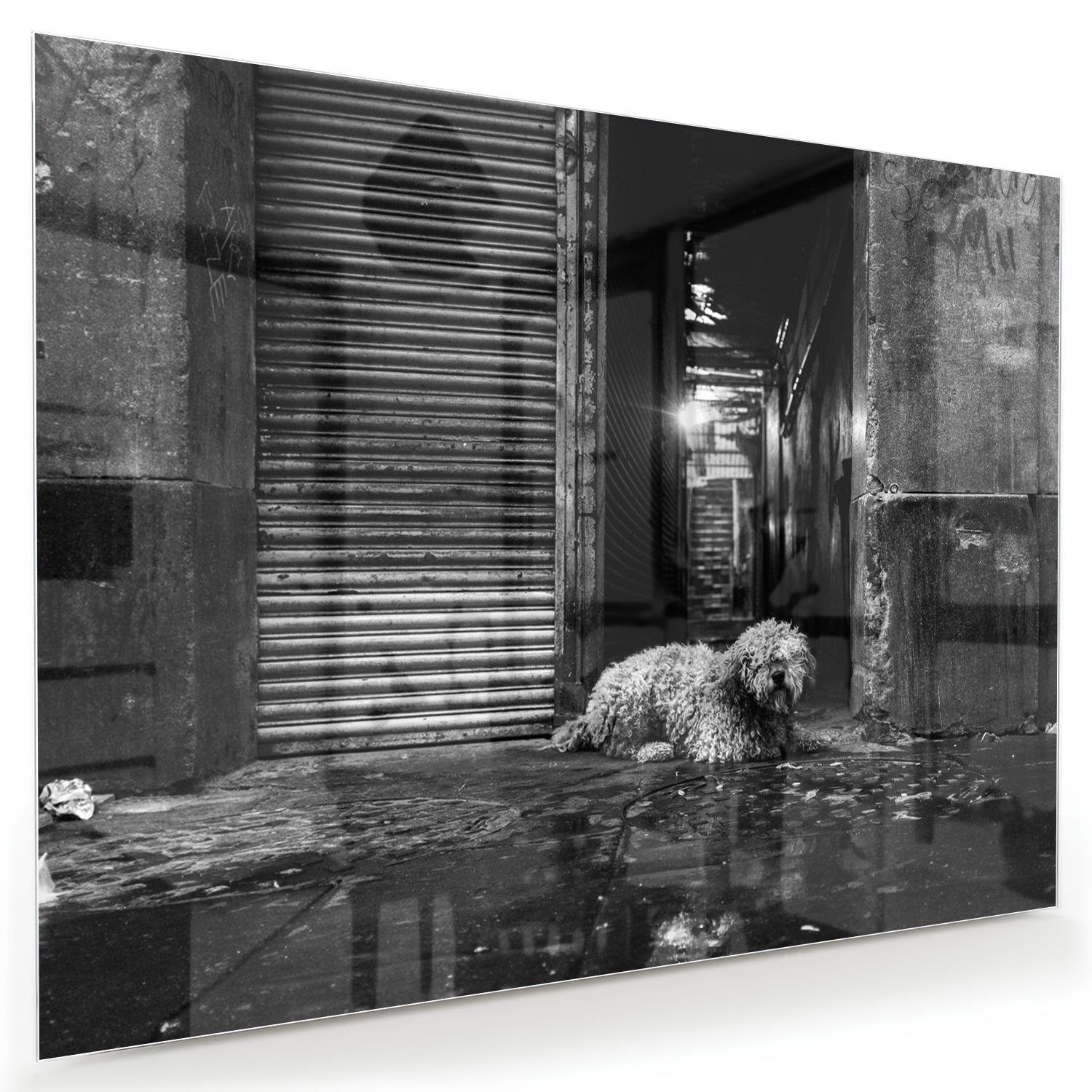 Schwarz-Weiß-Glasbild mit Hund in regnerischer Straßenszene
