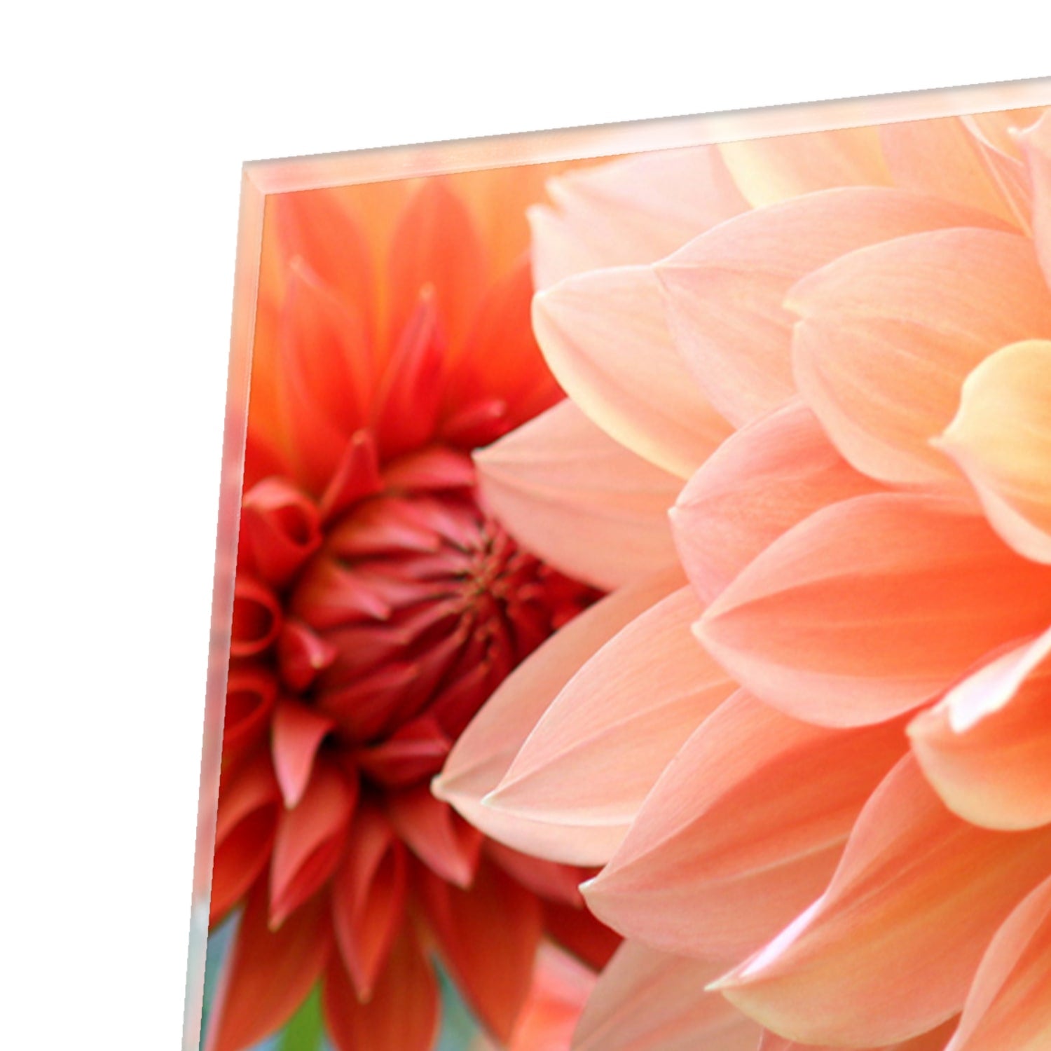 Glasbild mit Pastellrosa Dahlie