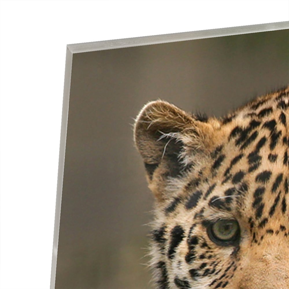 Glasbild mit einem majestätischen Jaguar
