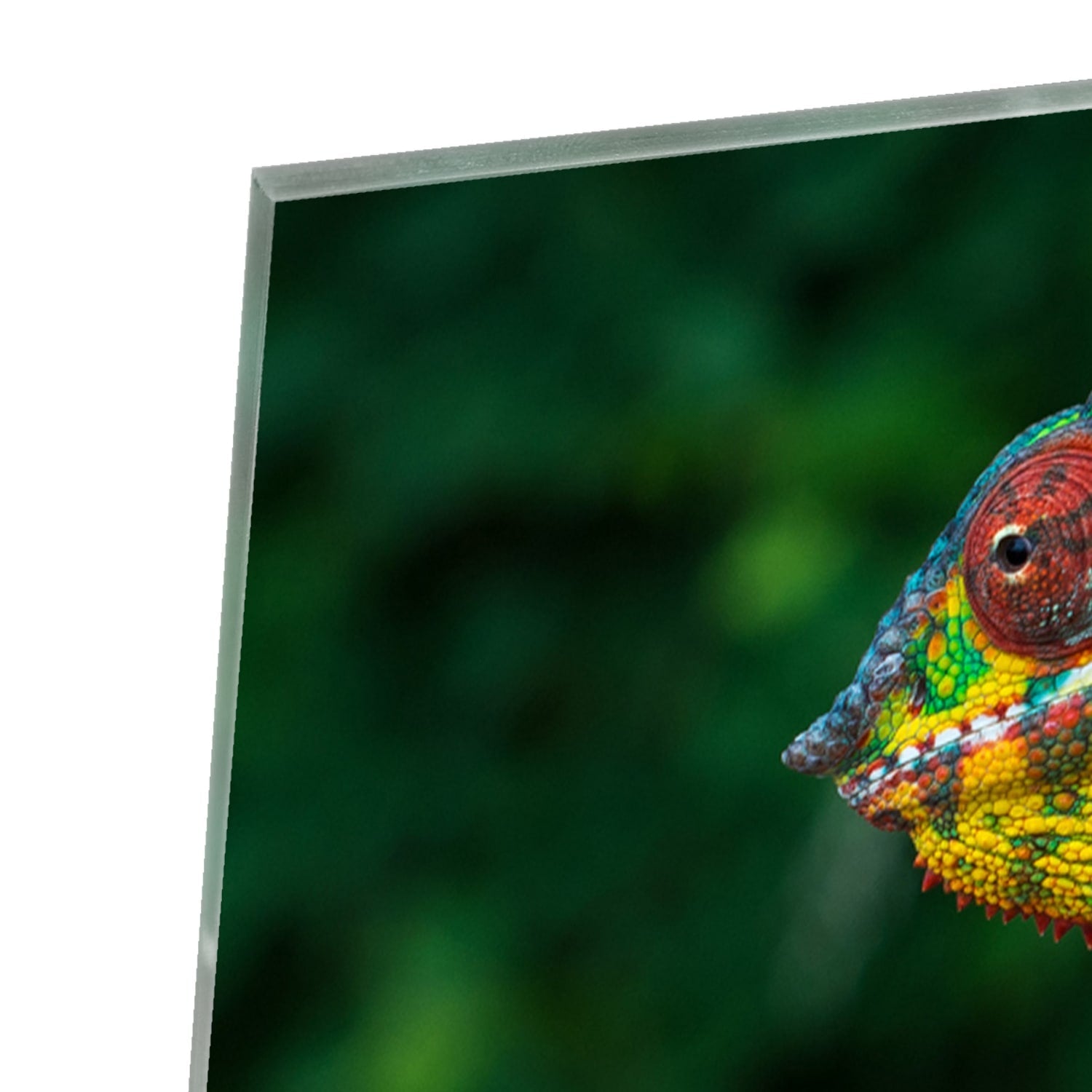 Farbenfrohes Glasbild mit einem Chamäleon
