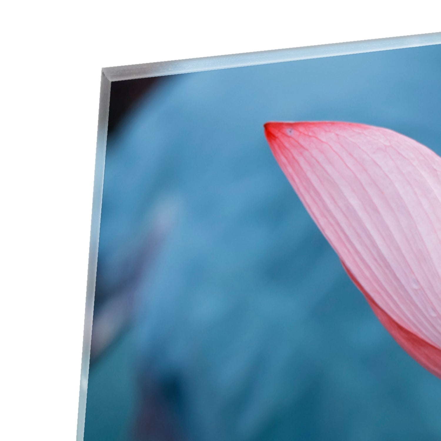 Wunderschönes Glasbild mit rosa Lotus