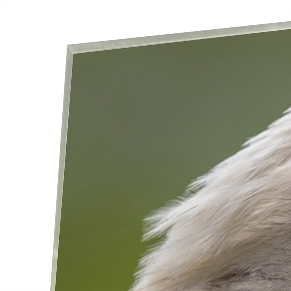 Glasbild mit majestätischem amerikanischen Weißkopfseeadler