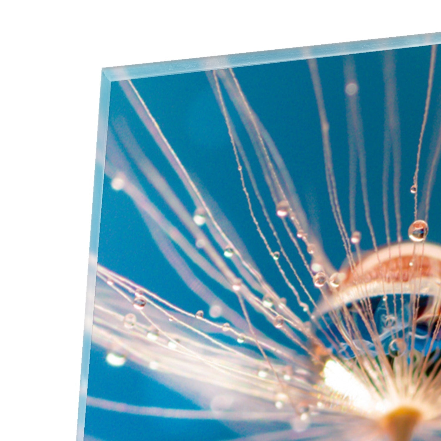 Elegantes Glasbild mit Löwenzahn-Design