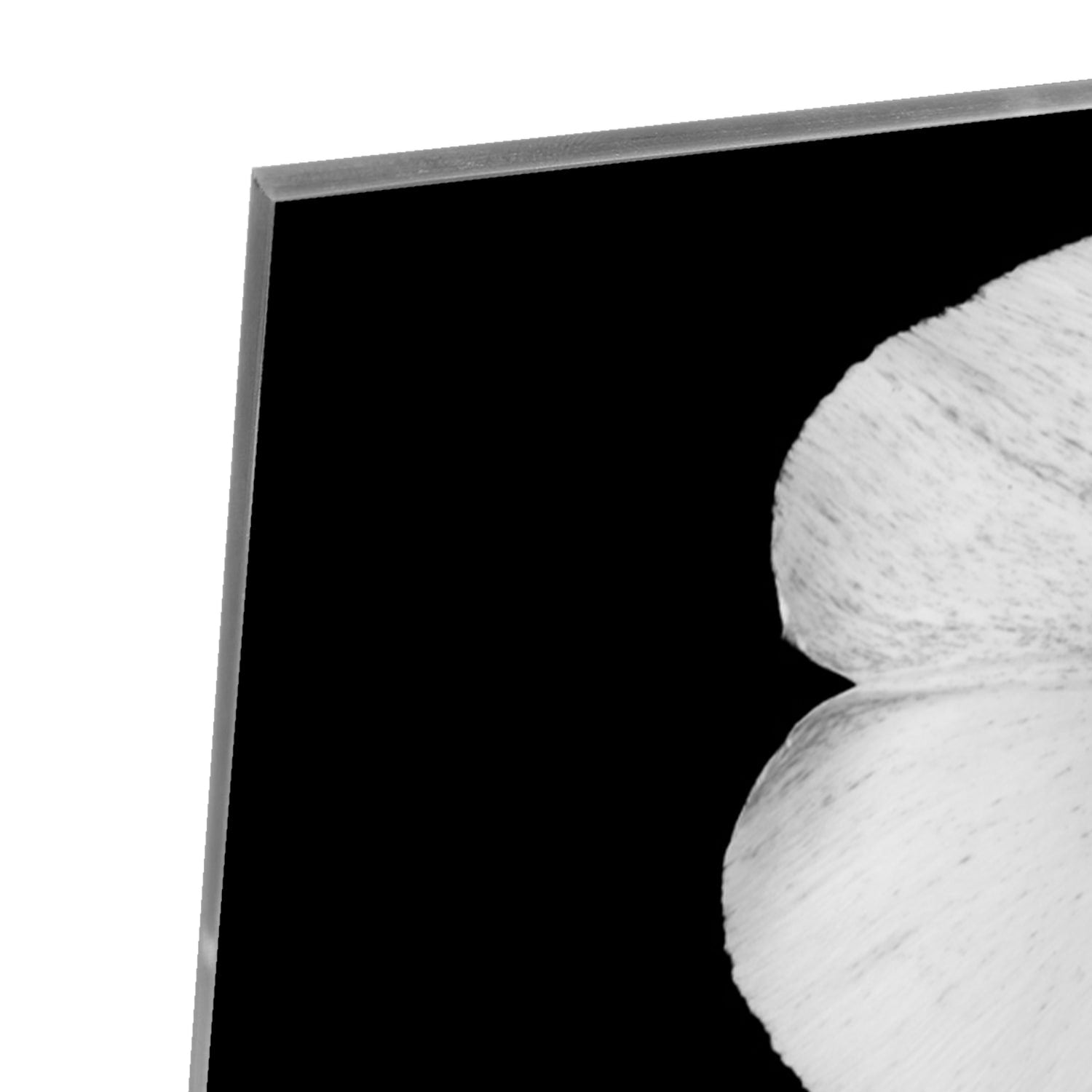 Glasbild mit einer weißen Blume auf schwarzem Hintergrund