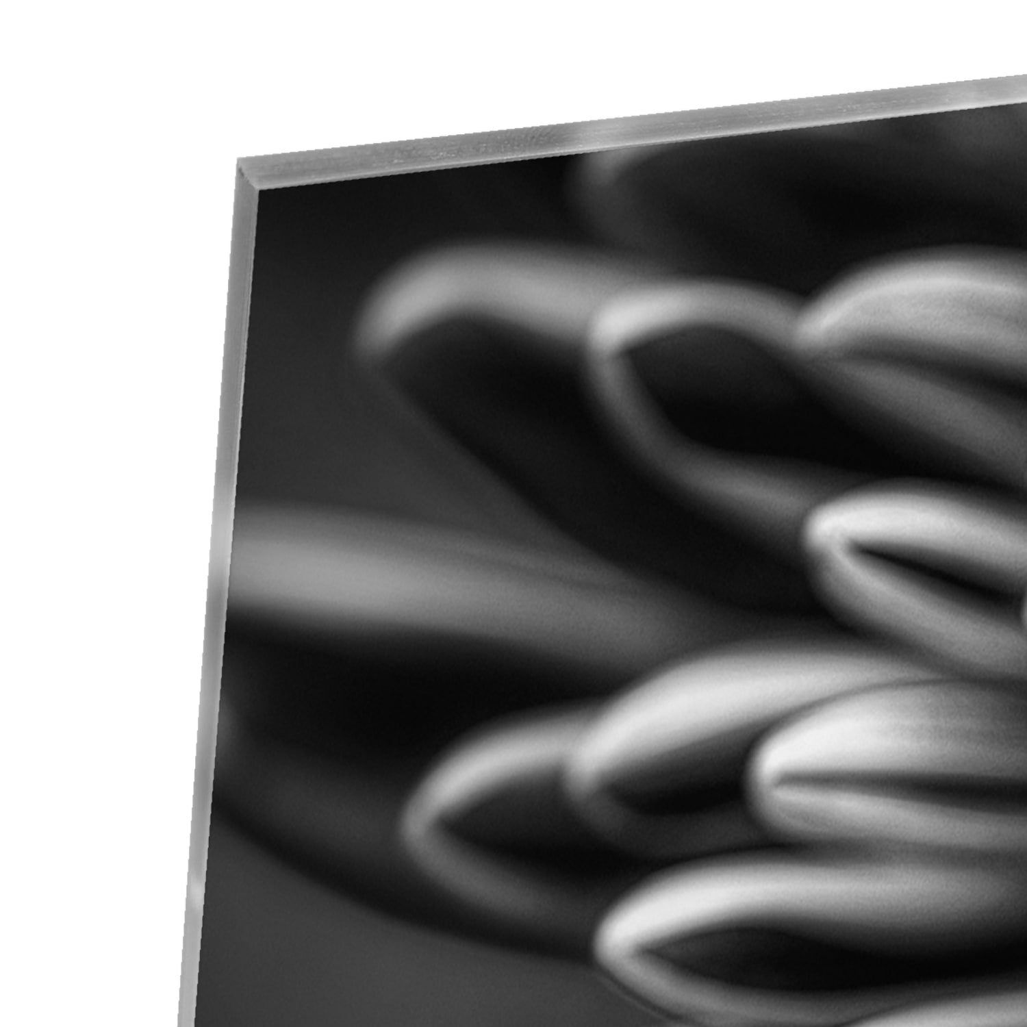 Schwarz-Weiß-Glasbild mit geschwungener Blume