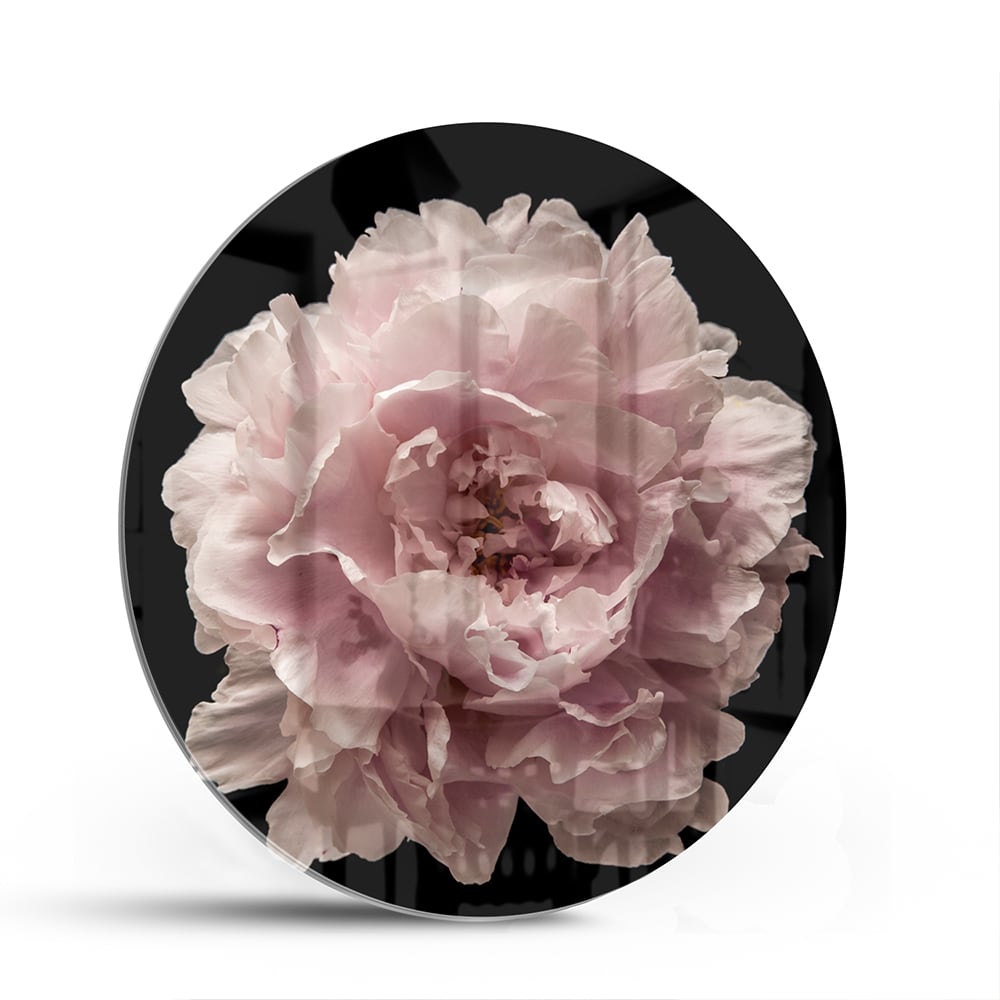 Elegantes Glasbild mit Rosenblüte auf schwarzem Hintergrund – perfekt für Ihr Interieur – Glasbild aus Sicherheitsglas, Größe 140x70
