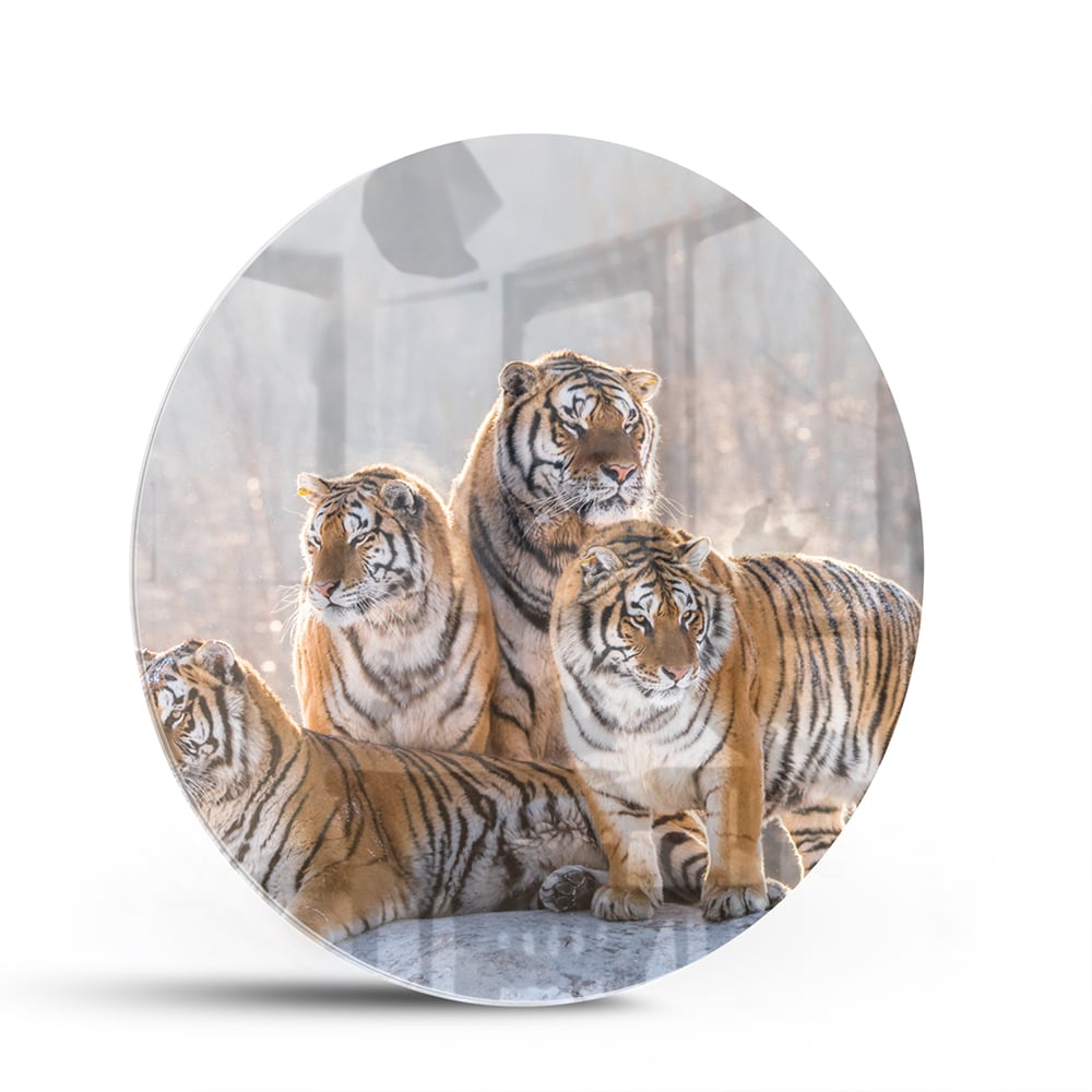 Glasbild mit drei majestätischen Tigern – Glasbild aus Sicherheitsglas, Größe 140x70