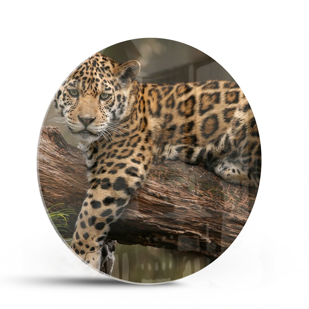 Glasbild mit einem majestätischen Jaguar – Glasbild aus Sicherheitsglas, Größe 140x70