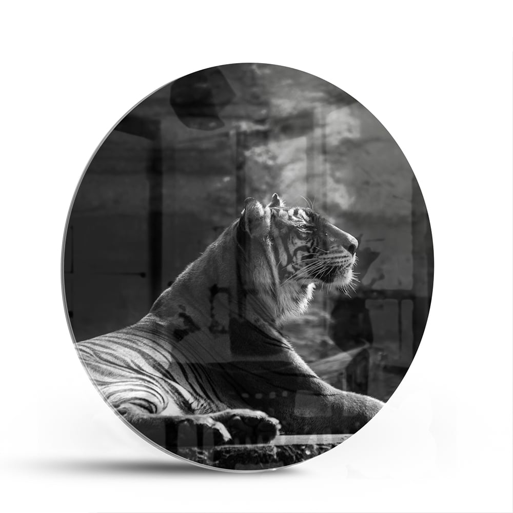 Schwarz-Weiß-Glasbild mit einem majestätischen Tiger – Glasbild aus Sicherheitsglas, Größe 140x70