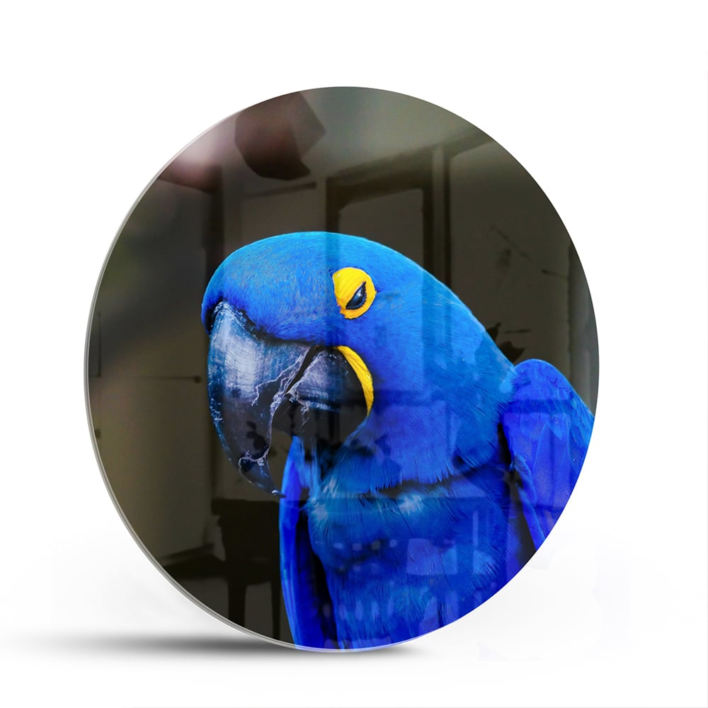 Glasbild mit einem wunderschönen blauen Ara – Glasbild aus Sicherheitsglas, Größe 140x70