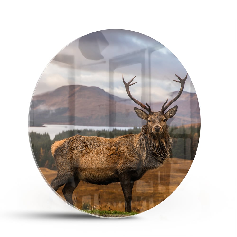Glasbild mit majestätischem Hirsch – Glasbild aus Sicherheitsglas, Größe 140x70