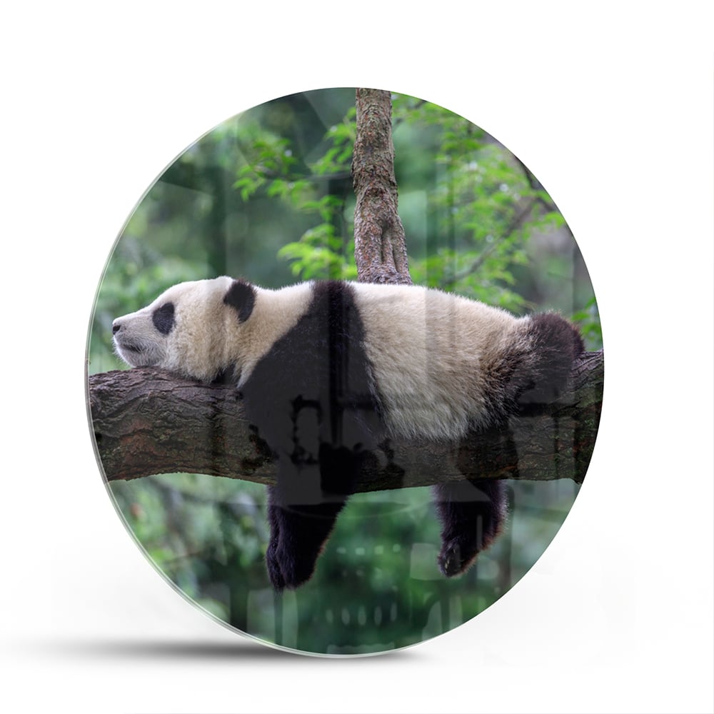 Glasbild mit entspanntem Panda auf einem Ast – Glasbild aus Sicherheitsglas, Größe 140x70