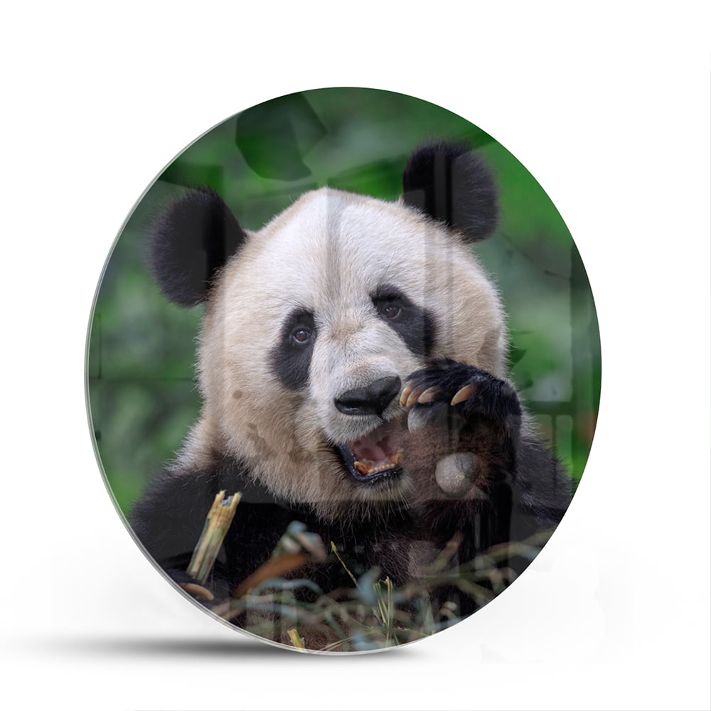 Glasbild mit einem niedlichen Panda in grüner Landschaft – Glasbild aus Sicherheitsglas, Größe 140x70