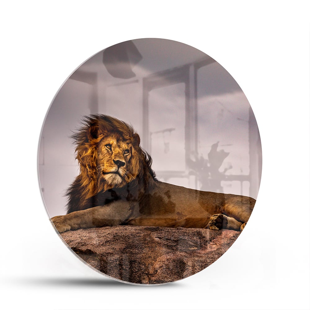 Glasbild – Majestätischer Löwe – Glasbild aus Sicherheitsglas, Größe 140x70