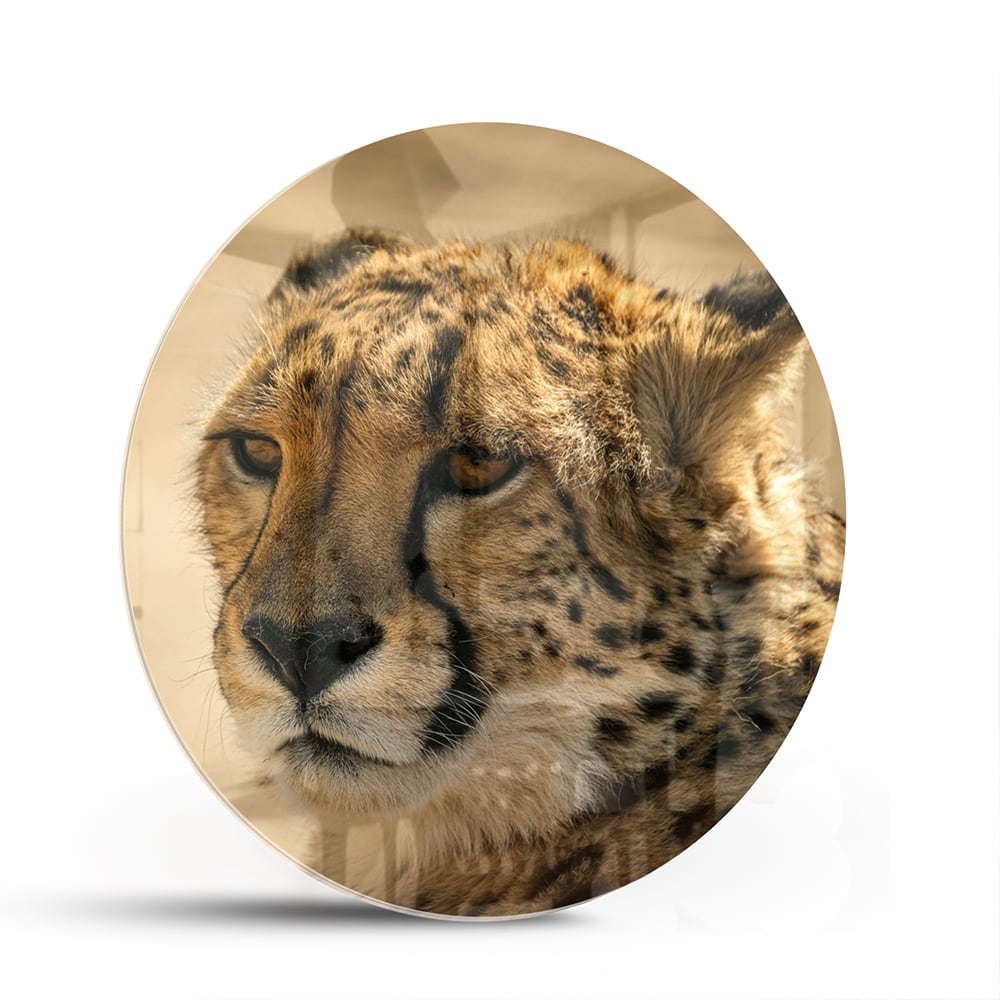 Elegantes Glasbild mit einem Leoparden – Glasbild aus Sicherheitsglas, Größe 140x70