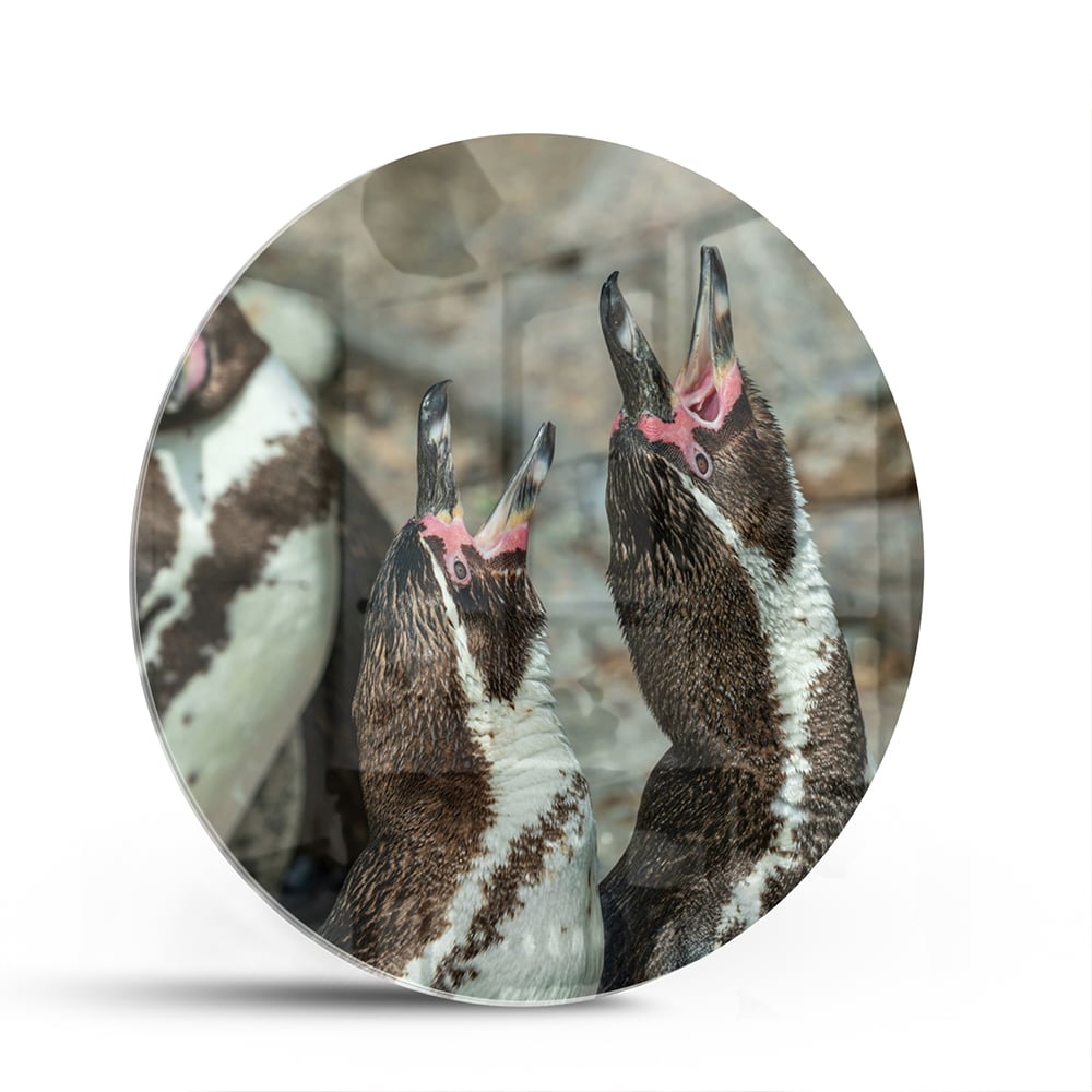 Glasbild mit fröhlichen Pinguinen in natürlicher Umgebung – Glasbild aus Sicherheitsglas, Größe 140x70