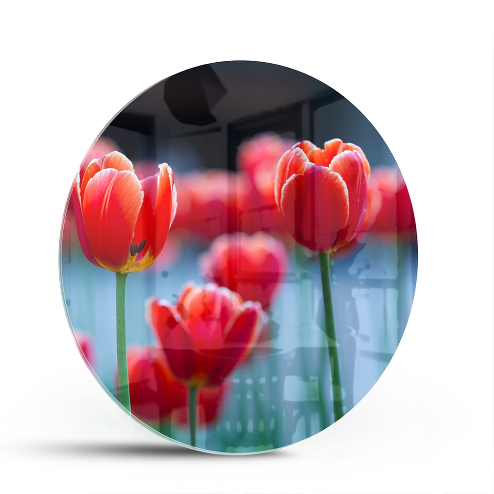 Glasbild – Lebendige rote Tulpen – Glasbild aus Sicherheitsglas, Größe 140x70