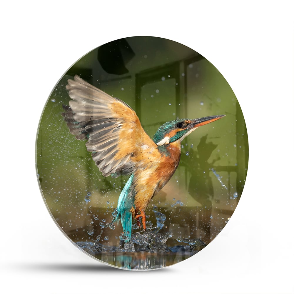 Glasbild mit einem farbenfrohen Eisvogel – Glasbild aus Sicherheitsglas, Größe 140x70