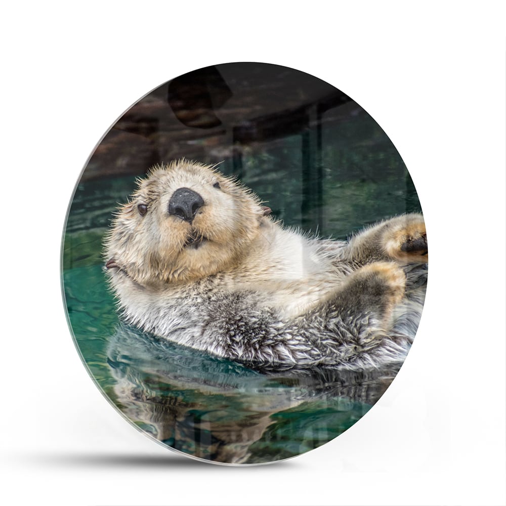 Glasbild mit schwimmendem Seeotter – Glasbild aus Sicherheitsglas, Größe 140x70
